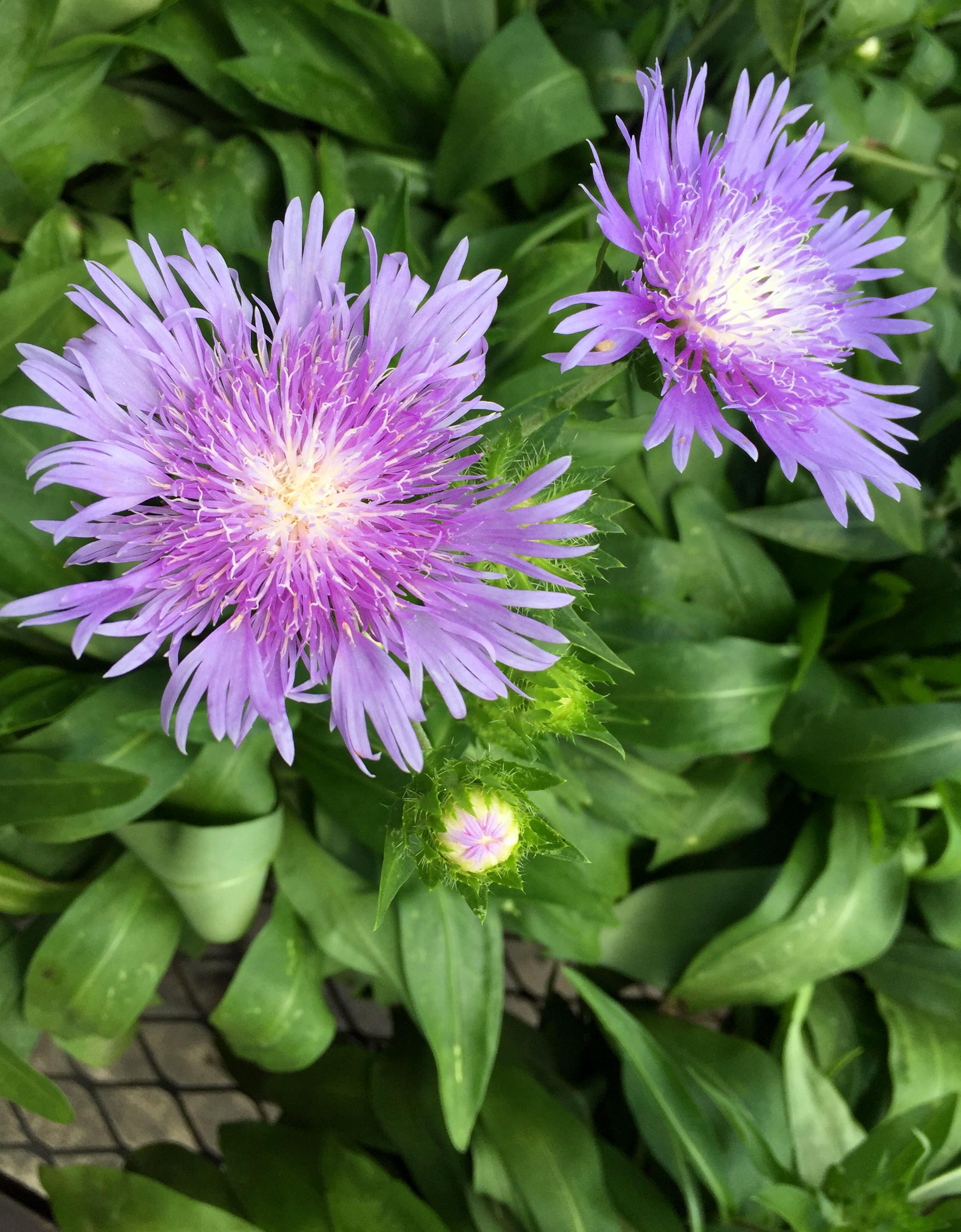 Purple Flower, Zone 9 Florida r/whatsthisplant
