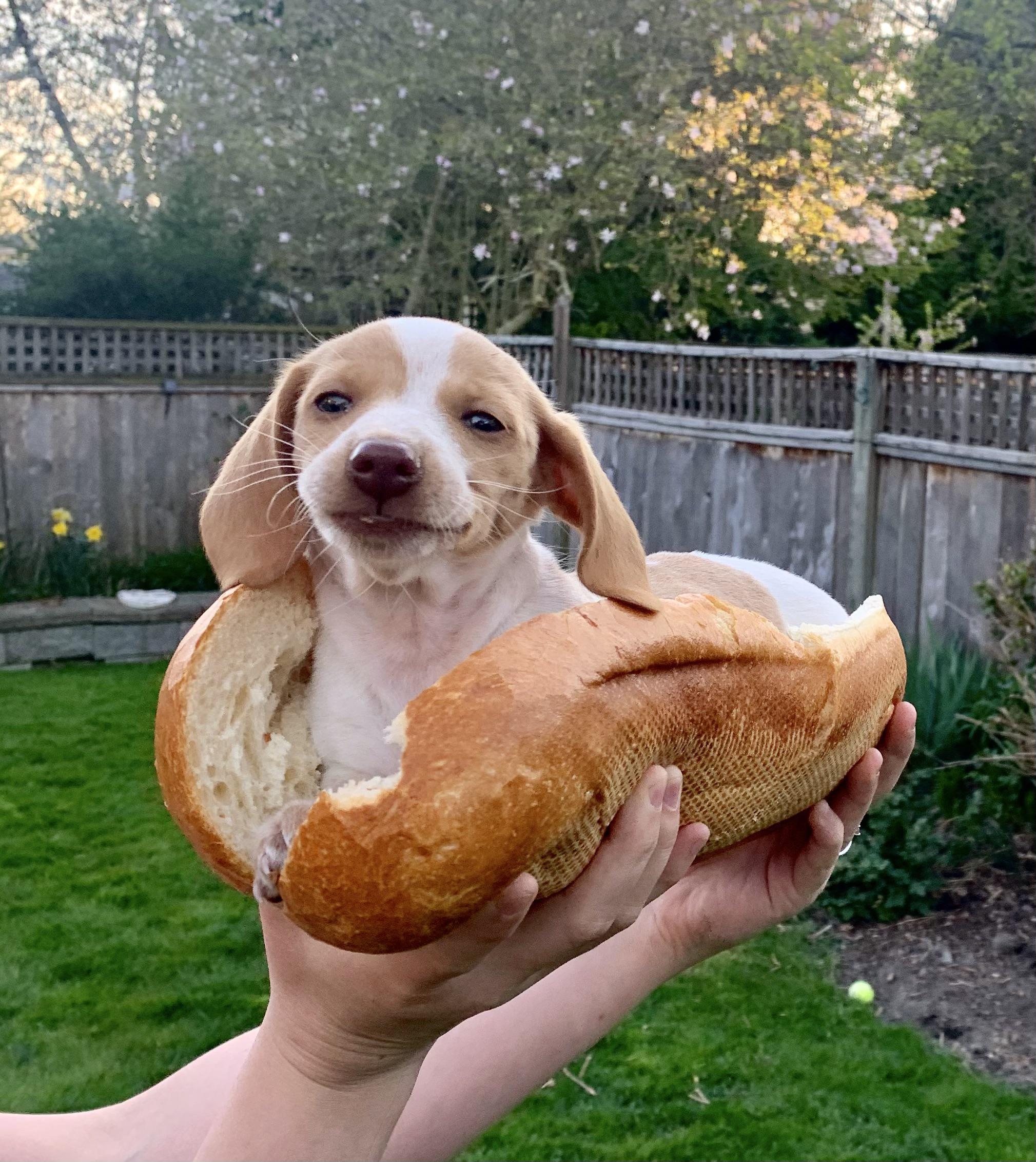 Hot dog r/Dachshund