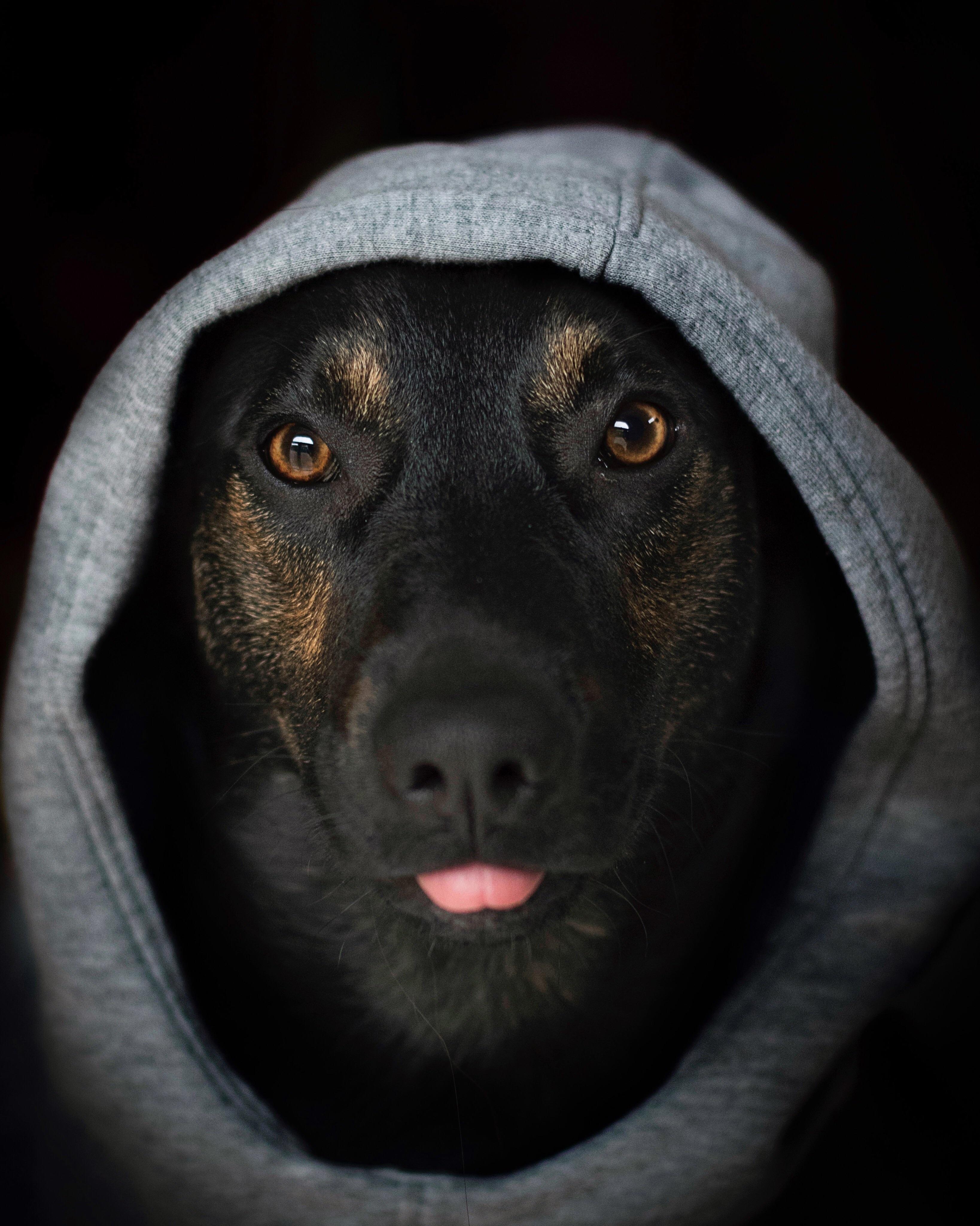 Dog in hoodie r/aww