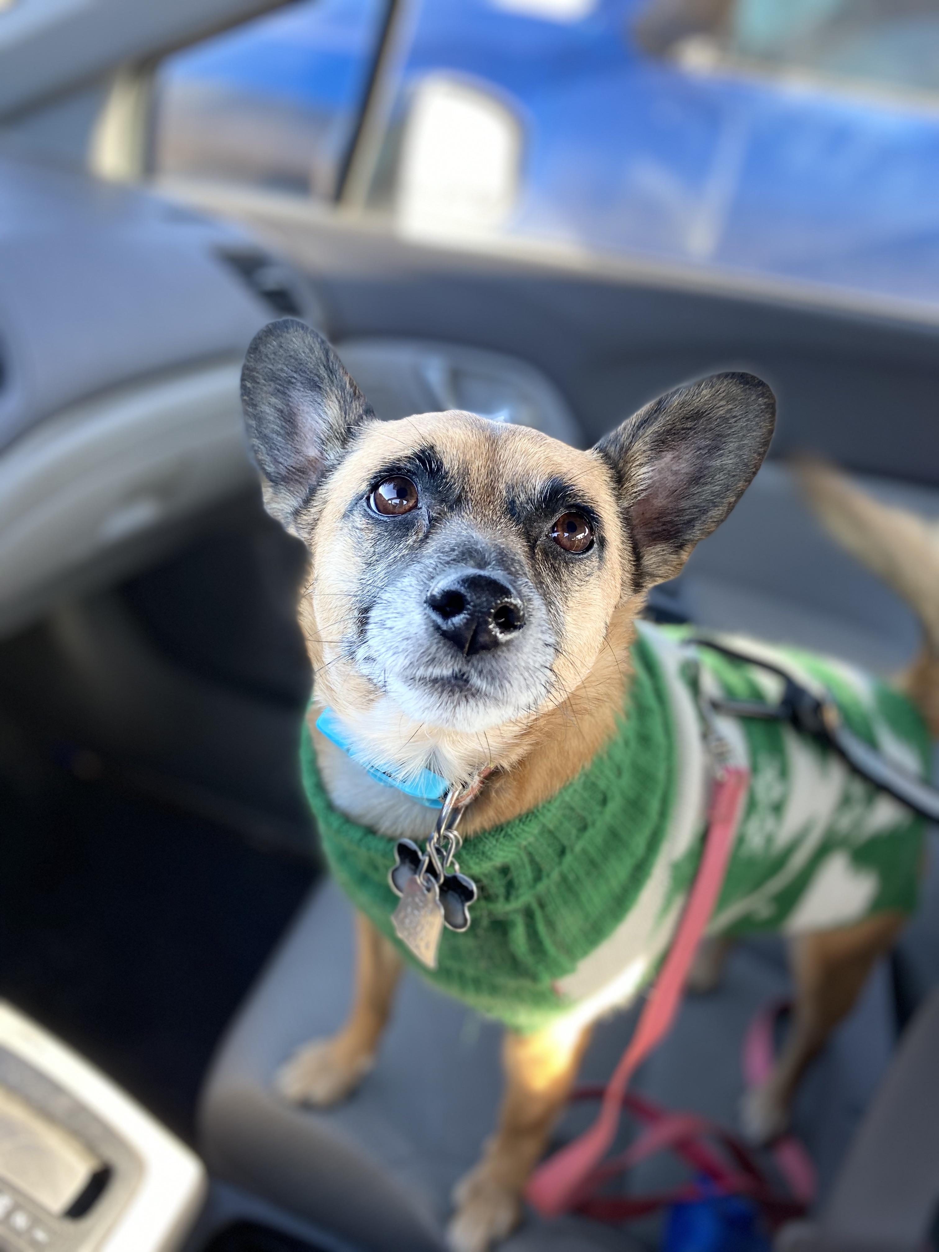 My half German Shepard half chihuahua rescue. I love her more than