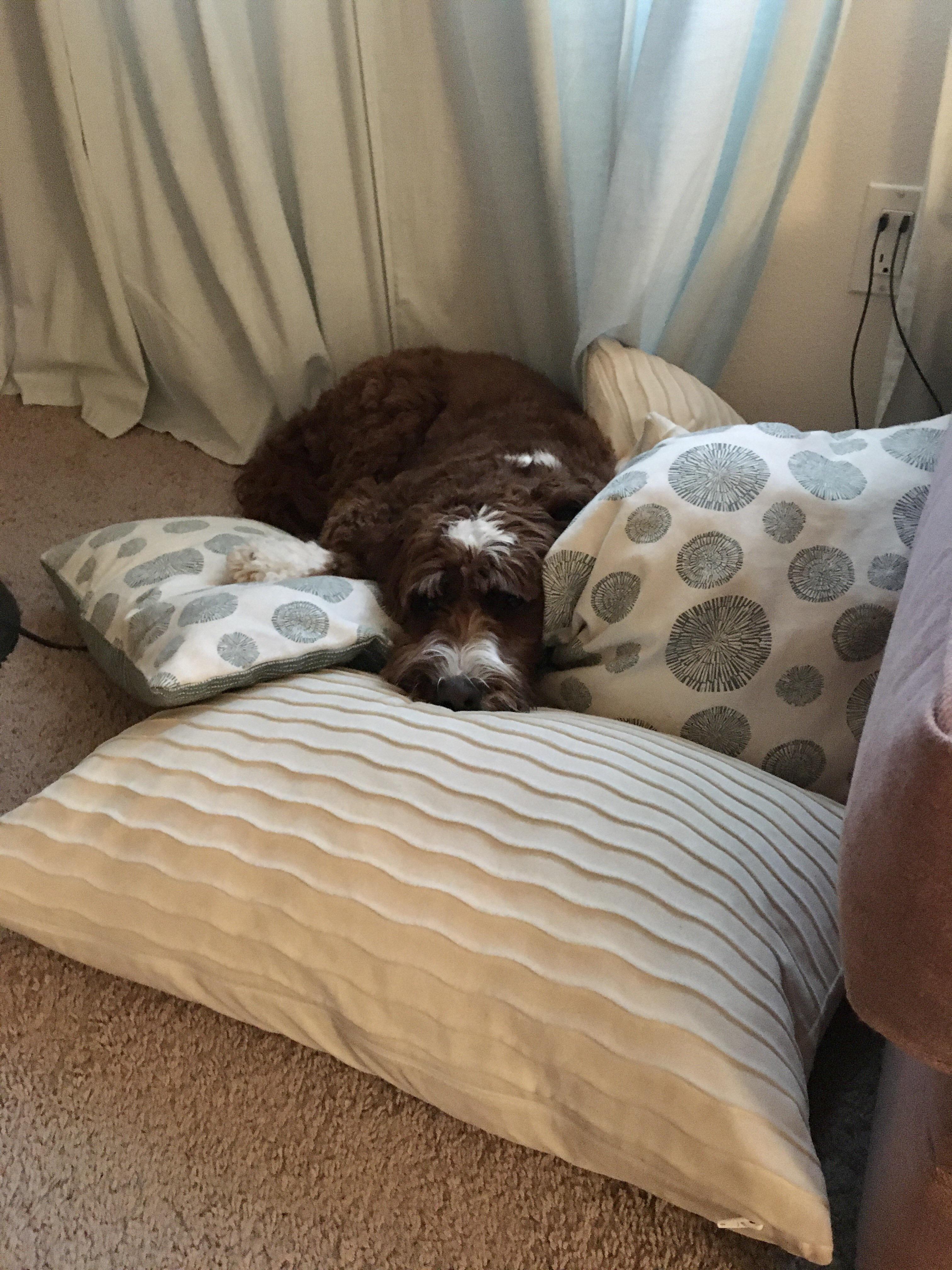They knock the pillows on the floor just to do this. r/dogsusingpillows
