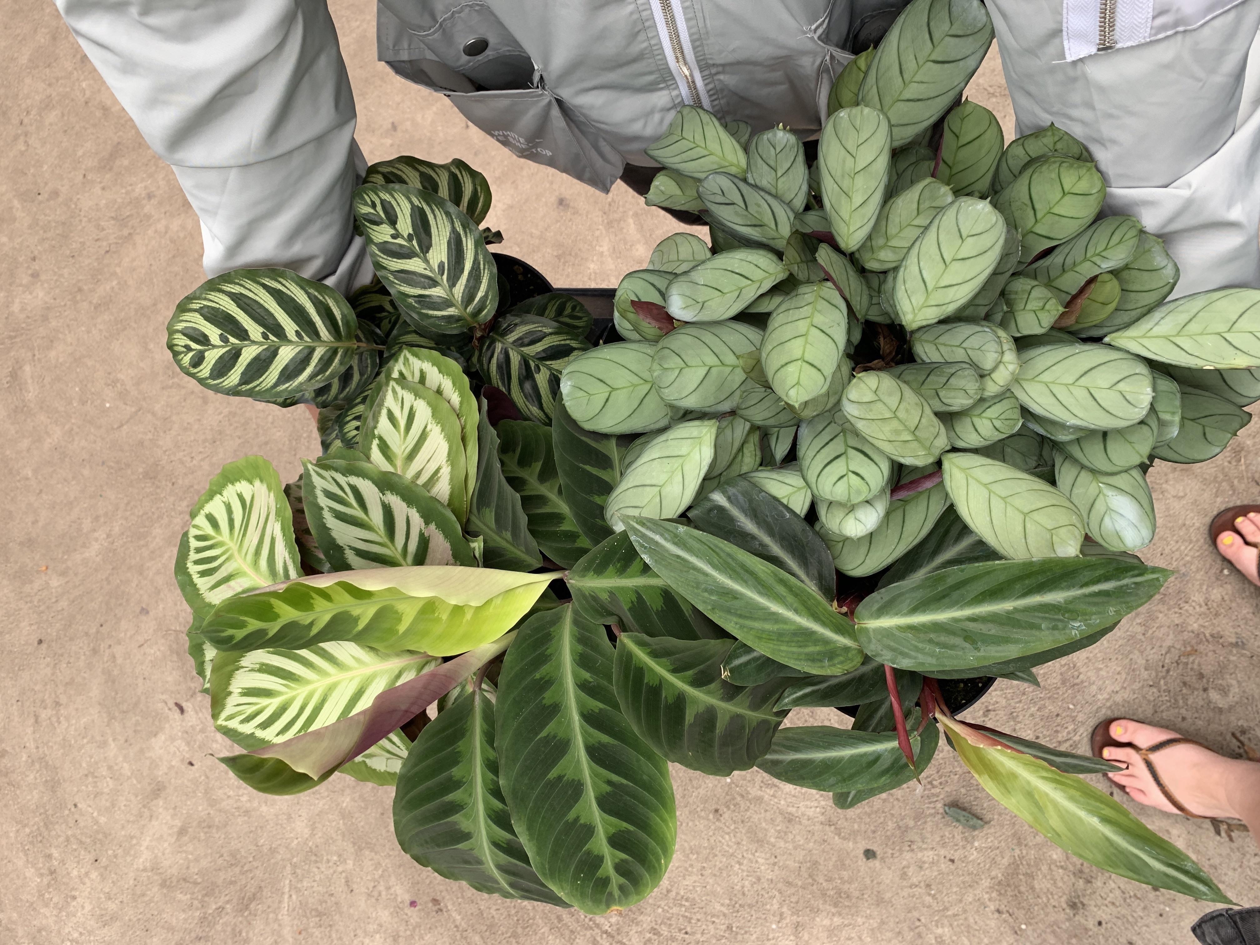 ValleyView Gardens in Markham Ontario, CA r/houseplants