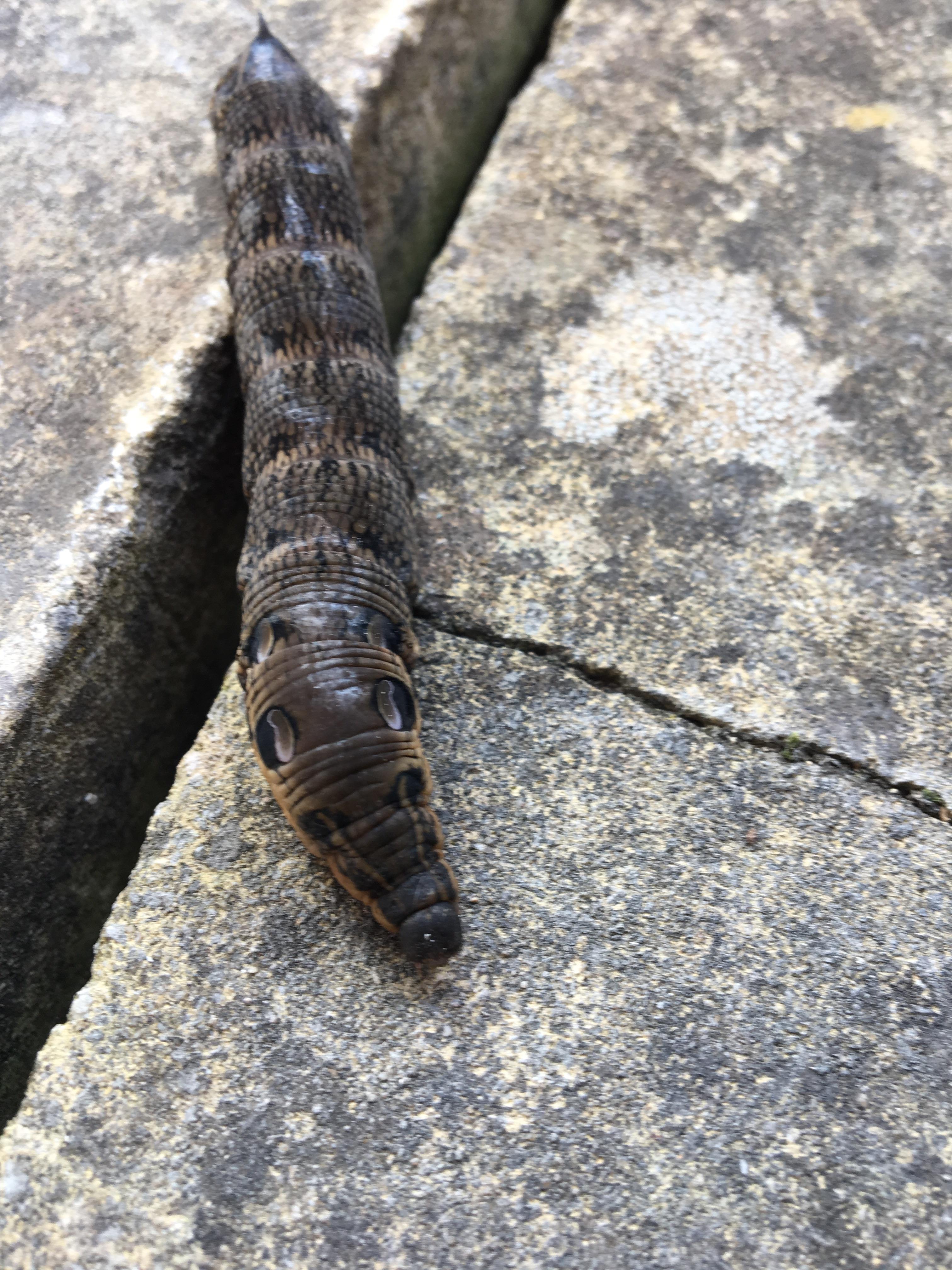 Biggest caterpillar I've seen in the U.K. about 4 inches long r