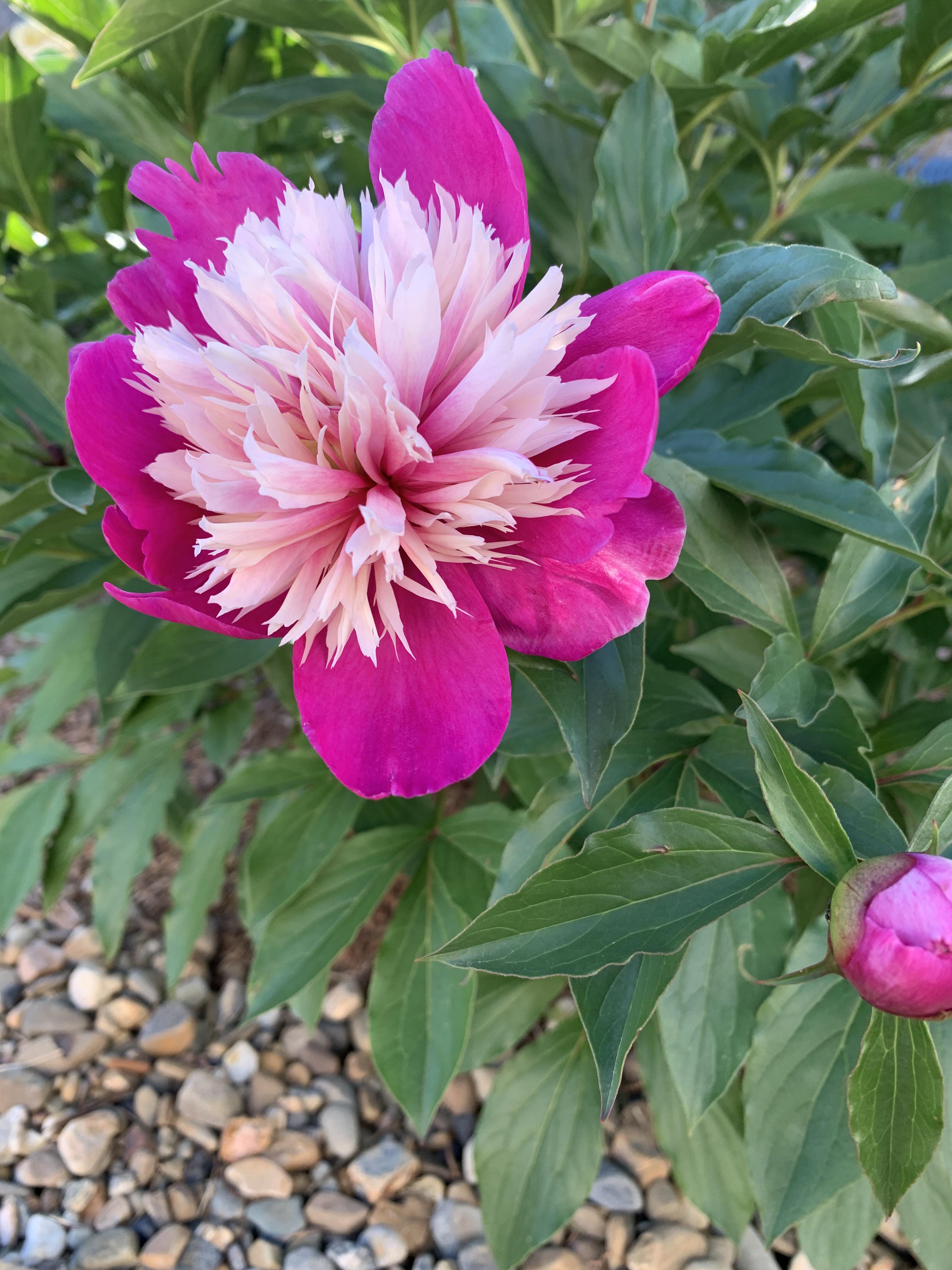 After waiting 3 years, my Celebration peony has buds and the first has