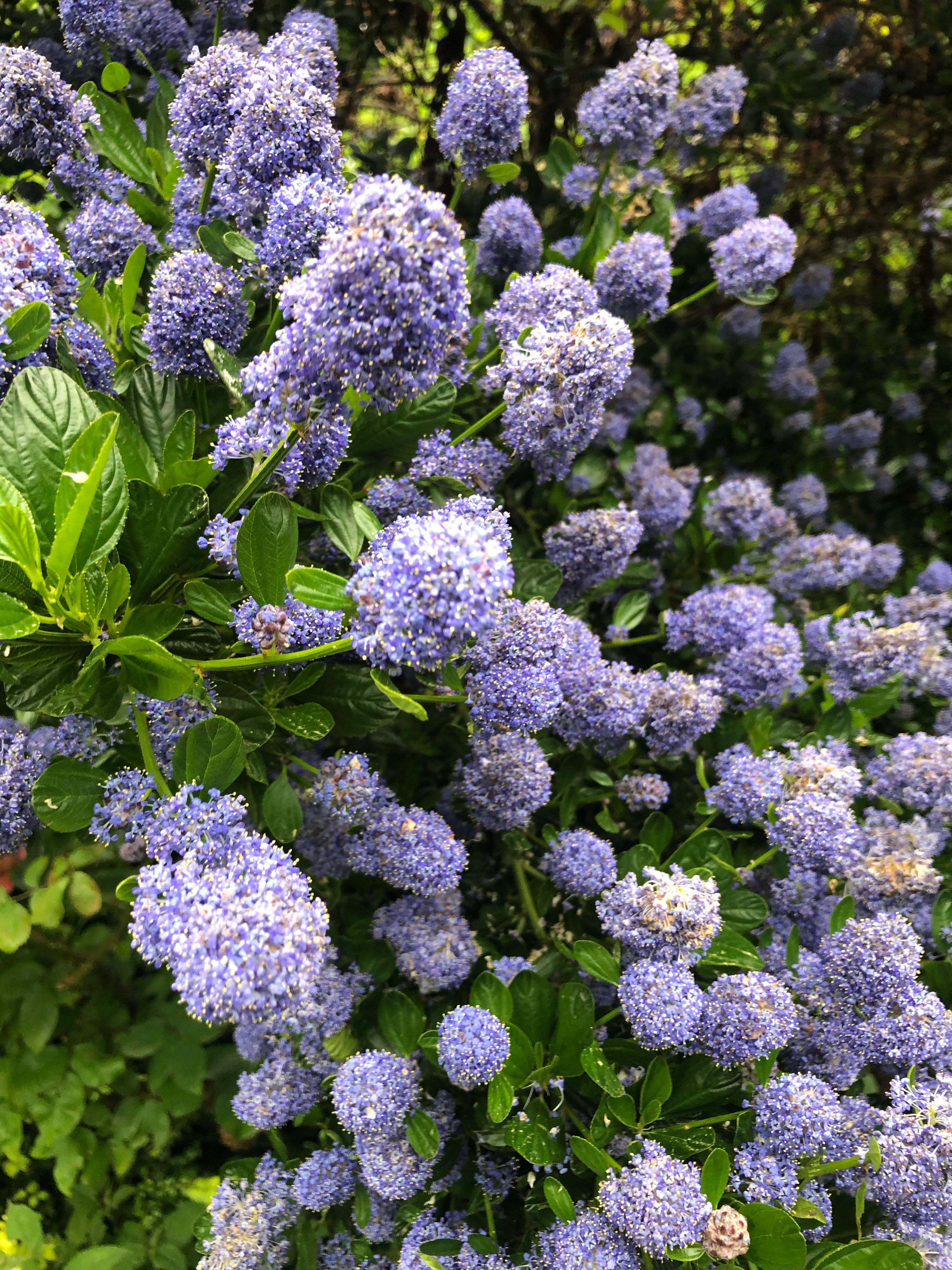 Is Californian Lilac (Ceanothus Concha) edible? Like elderflower