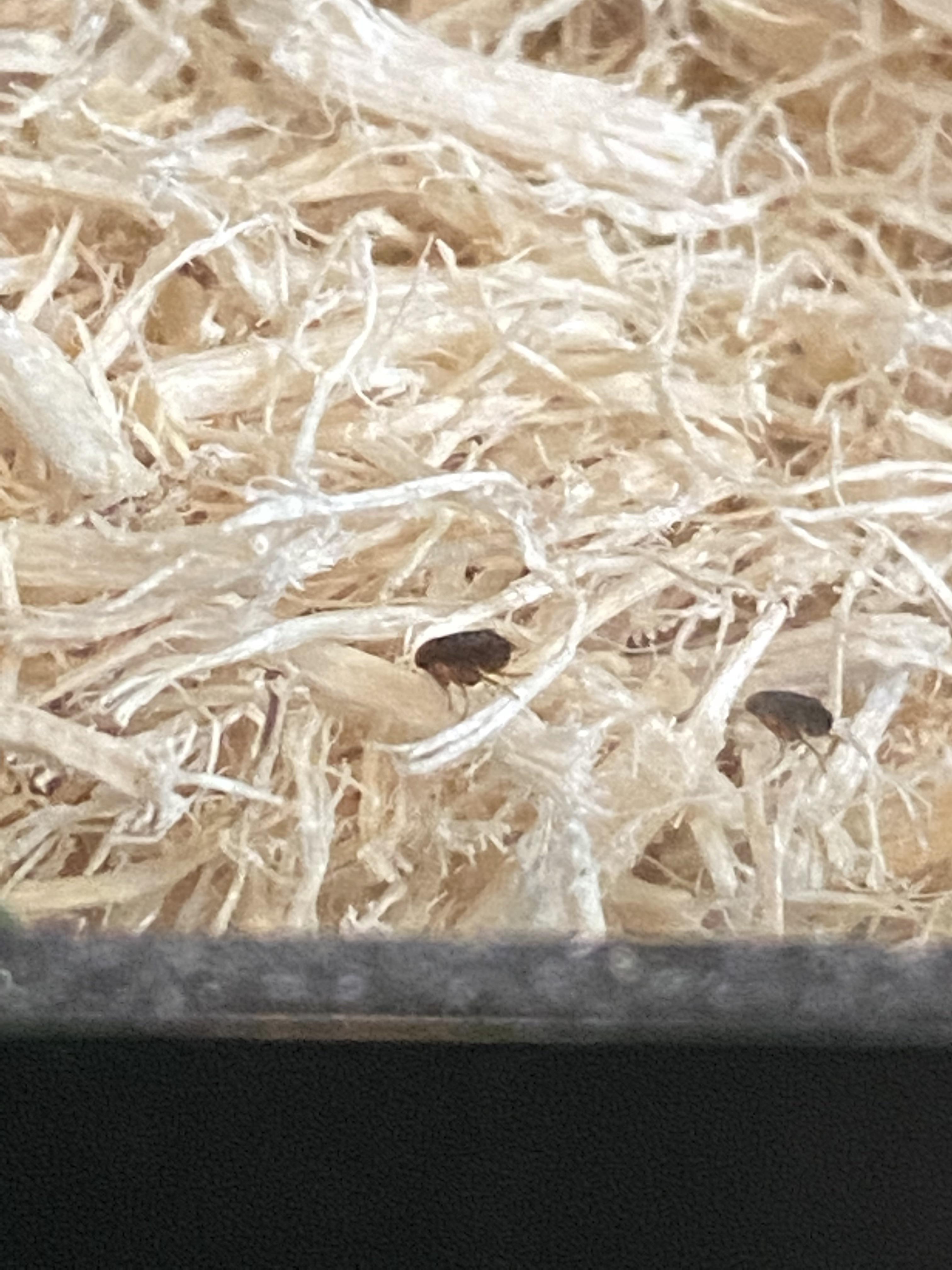 What are these ? I saw them in my snakes tank when I was putting in