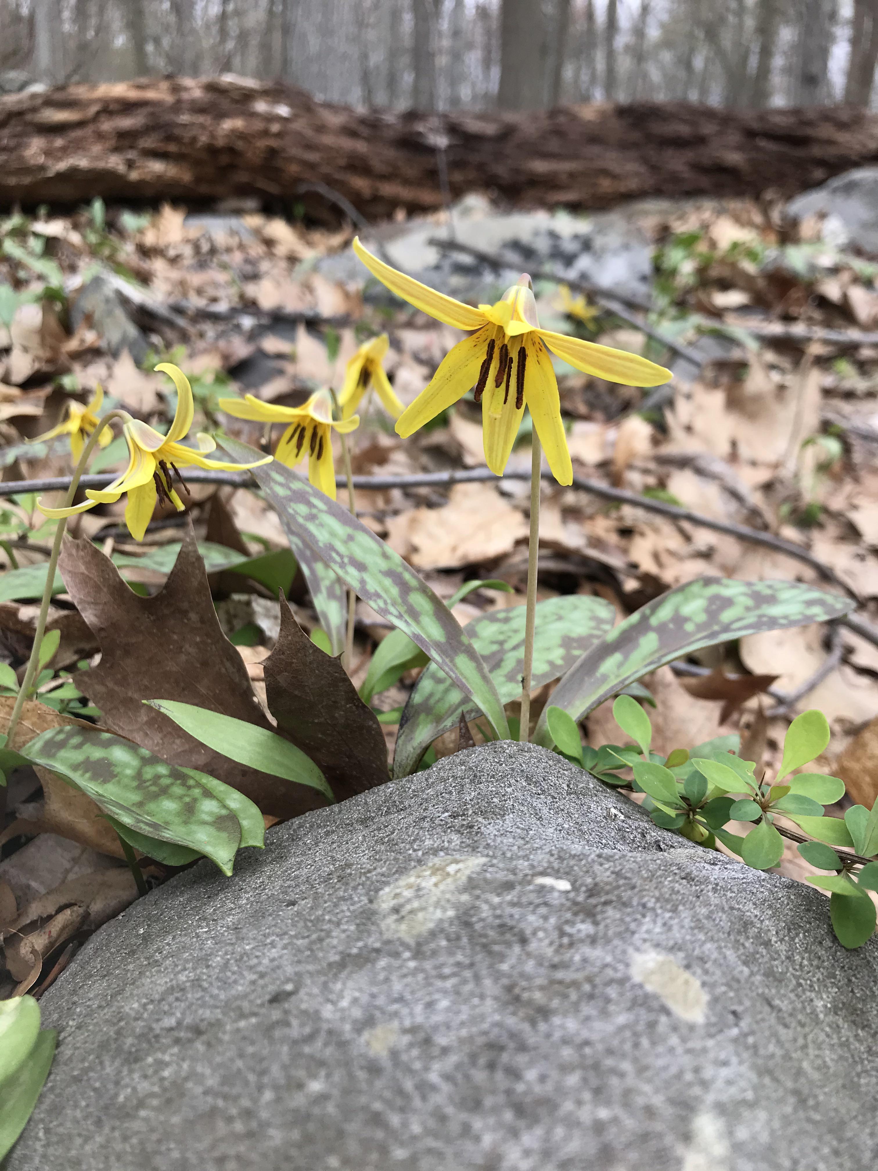 Trout Lily, Hudson Valley, NY r/Wildflowers