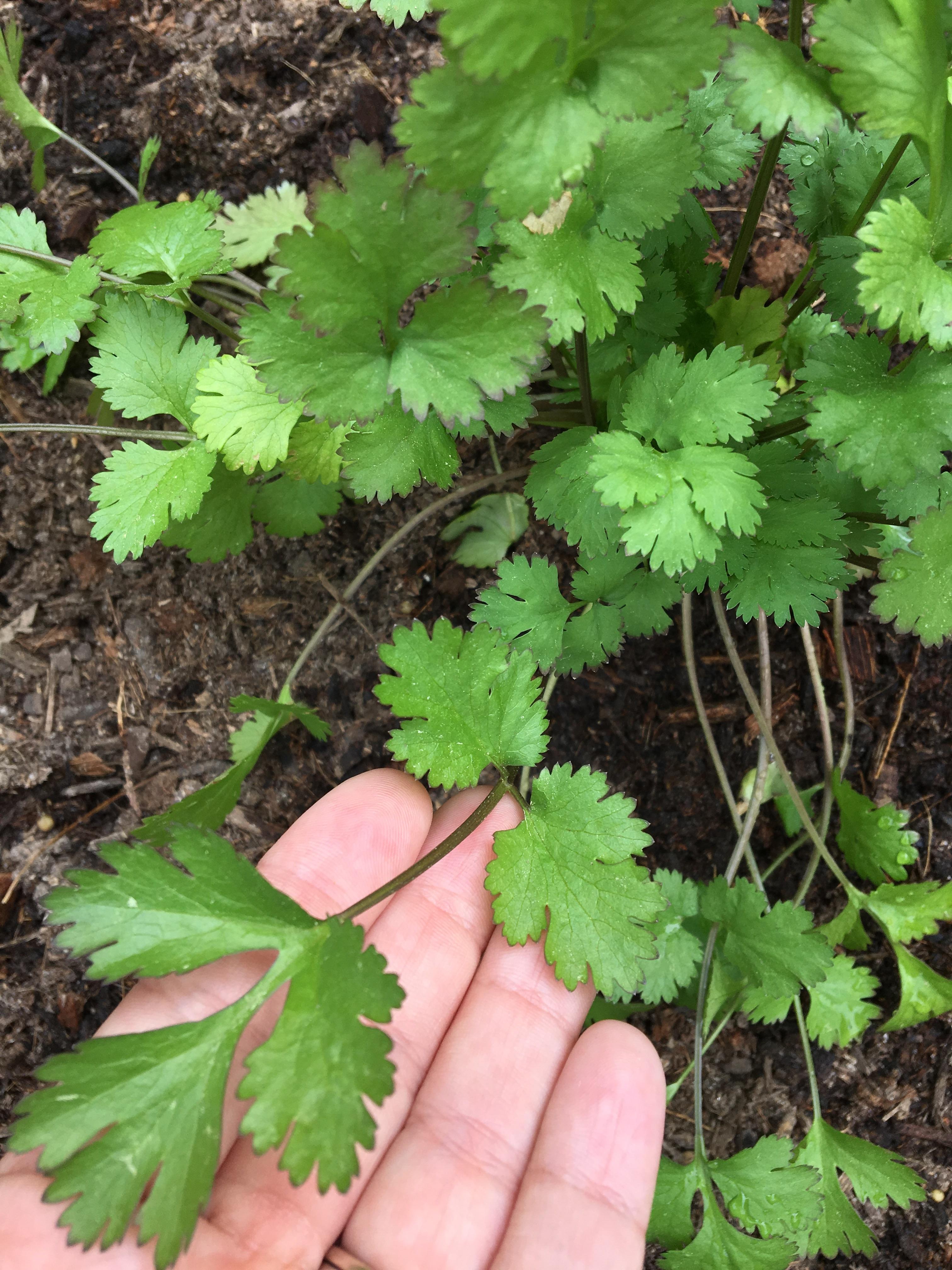 What is happening to my cilantro? Browning edges and one brown stem