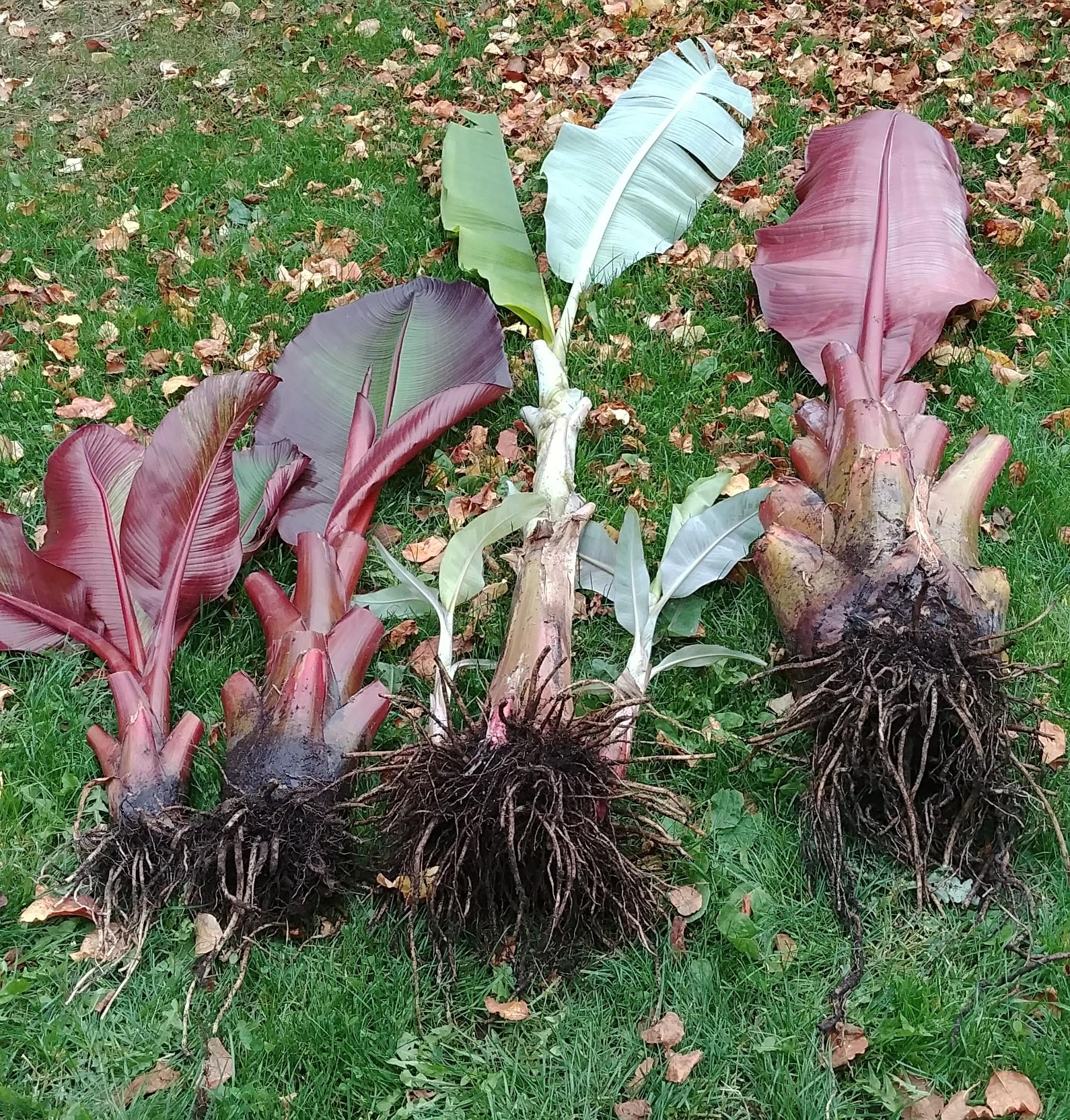 Bringing in my bananas. Zone 4b r/gardening