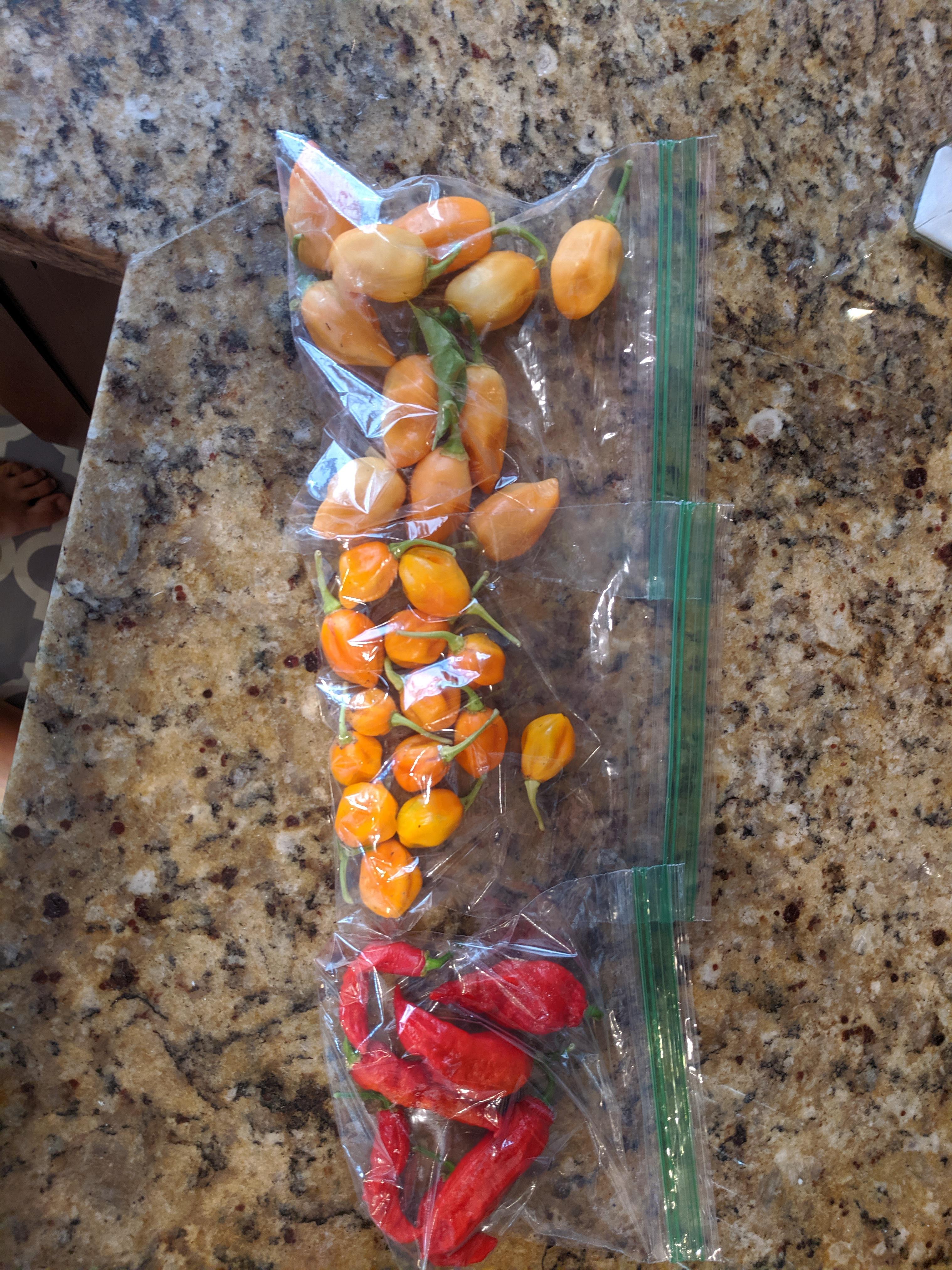 [Homemade] Ghost Pepper's, Scotch & Habneros. Hot sauce pics to