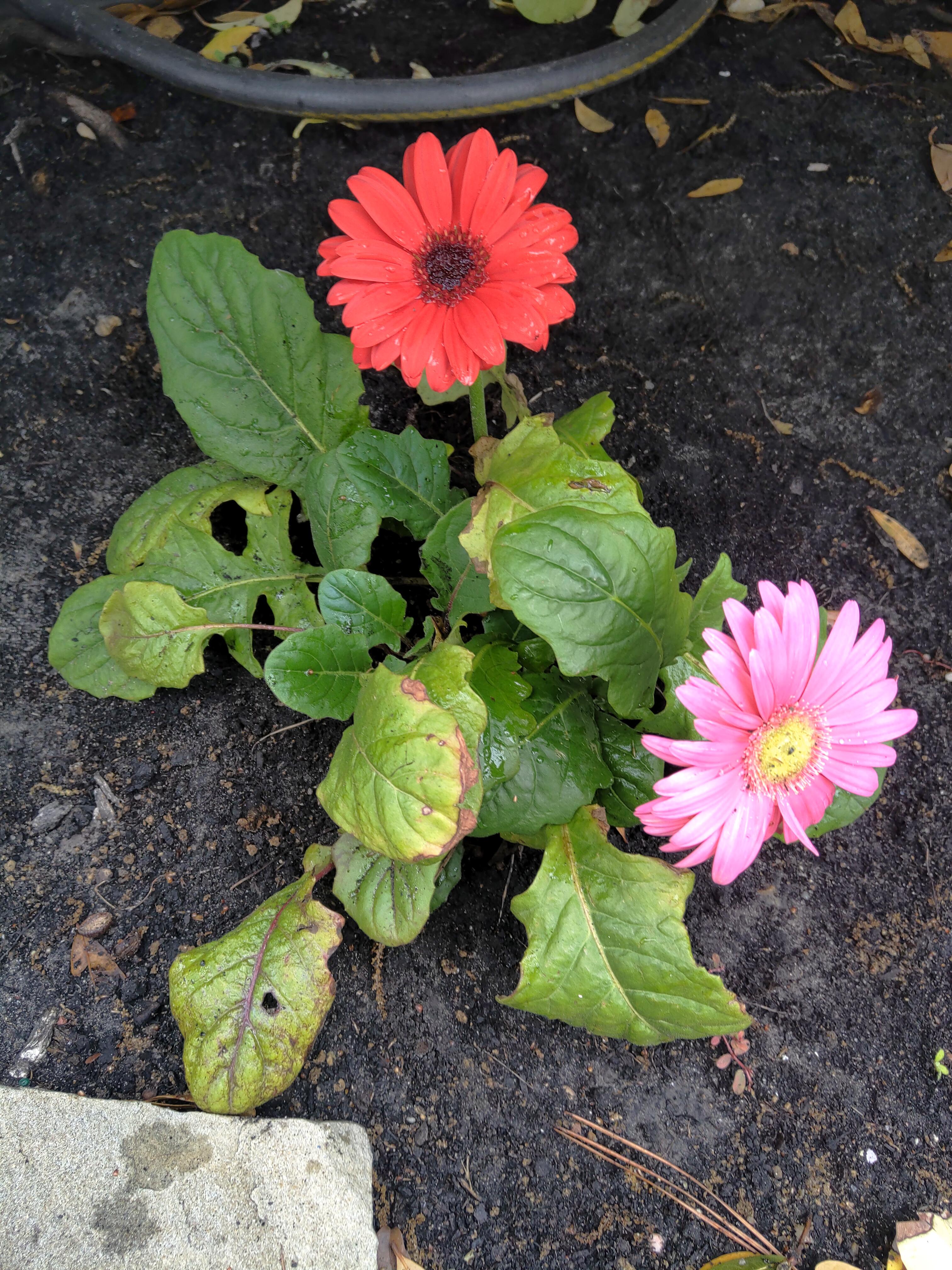 The rest of my plants died, but this one made flowers! Anyone know the