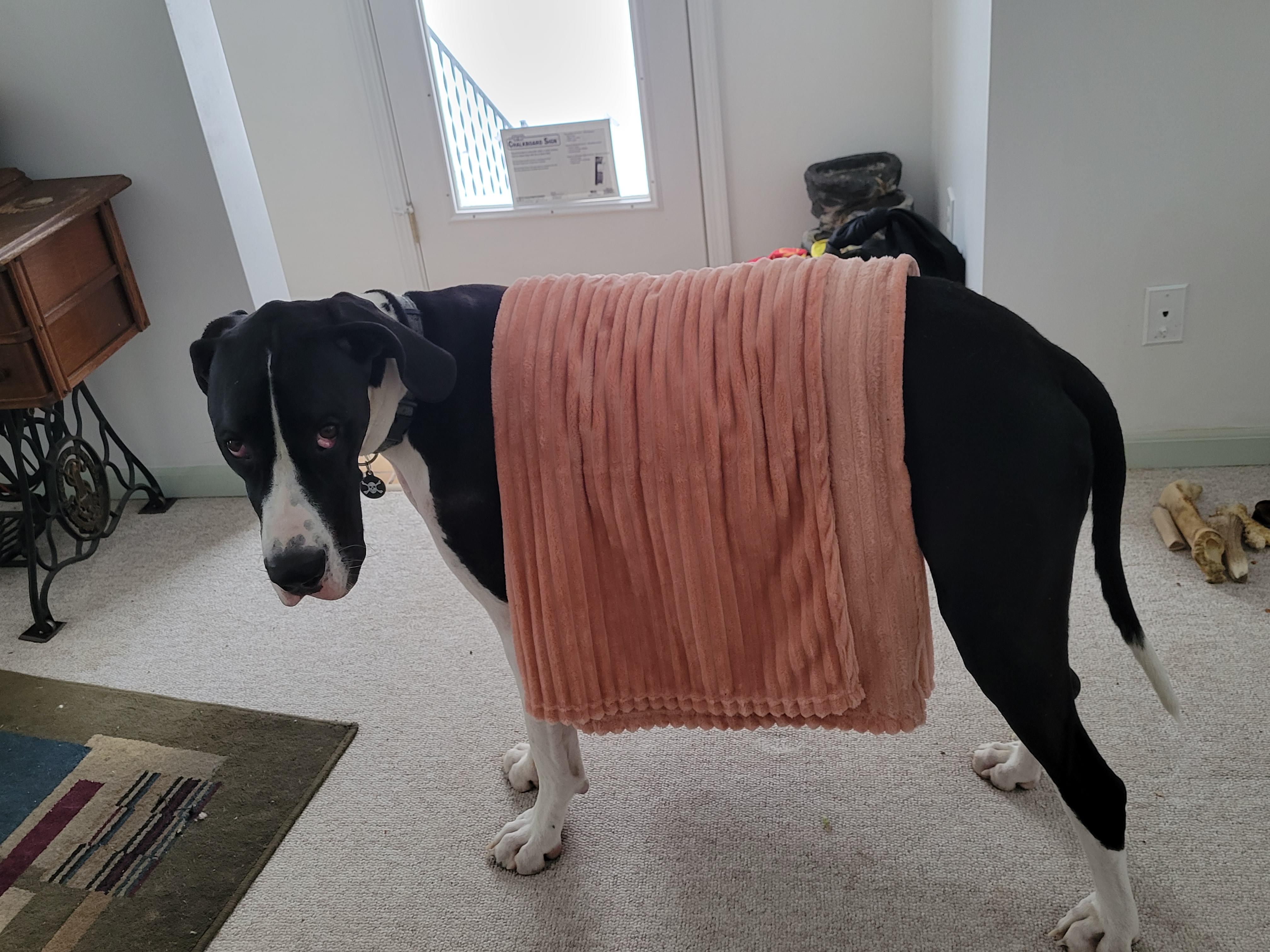 Anyone else dane really like to be wrapped in blankets? greatdanes