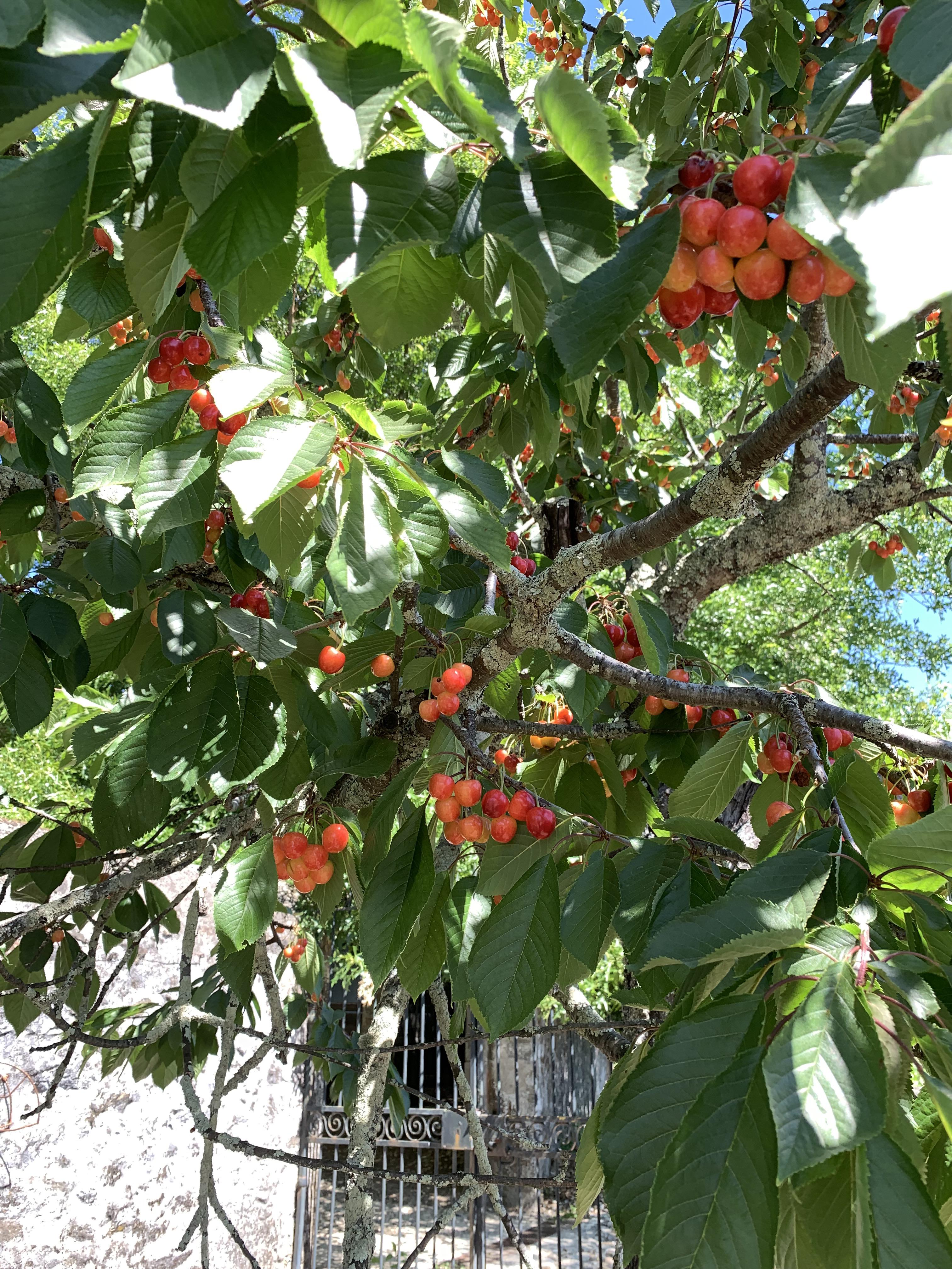 [i ate] cherries right off the tree. So good 😍 r/HealthyFood
