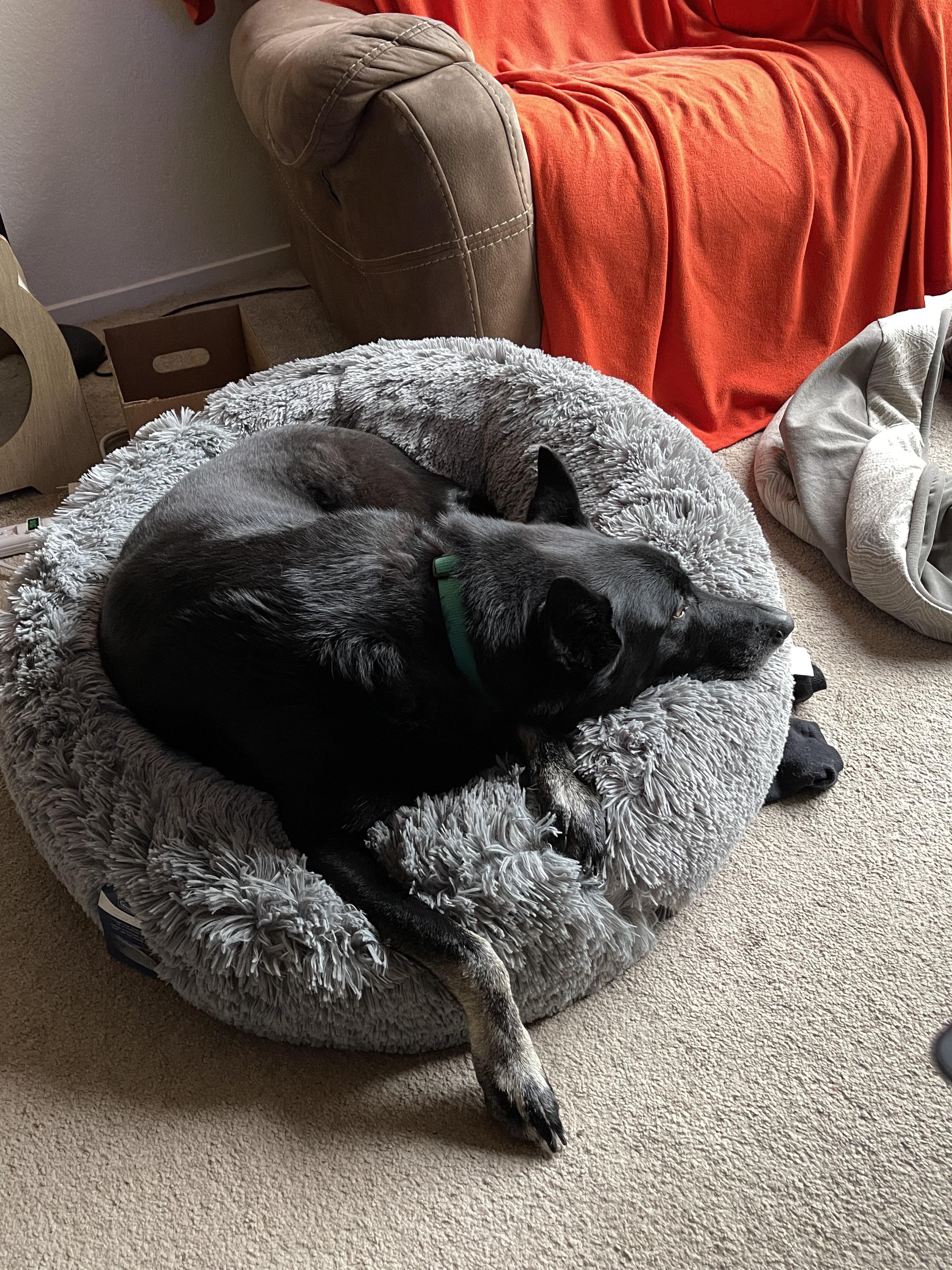 Great pet beds! We got her the “donut” r/Costco