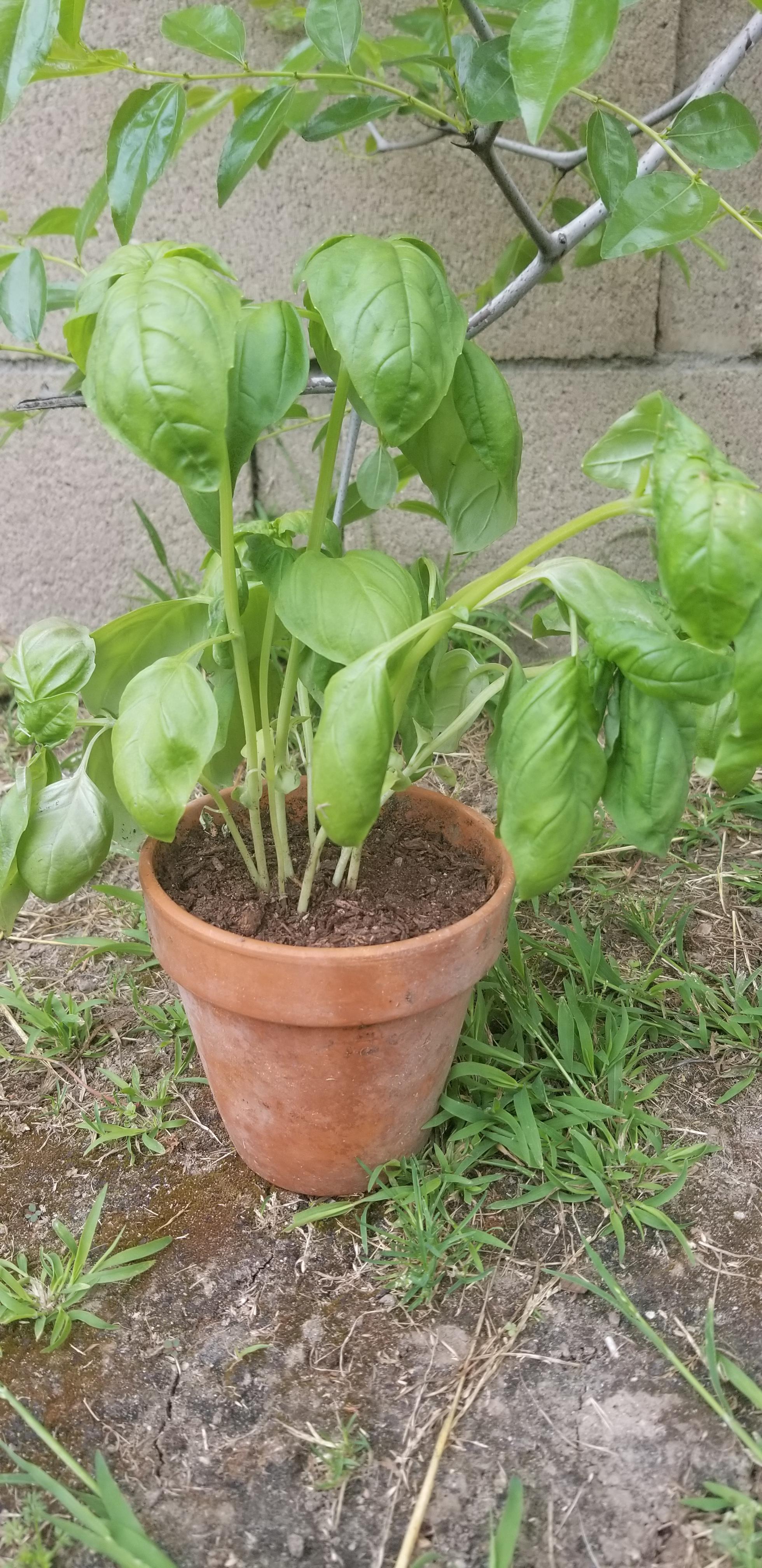 Weeping Basil ( After repotting basil from Trader Joe's, they're