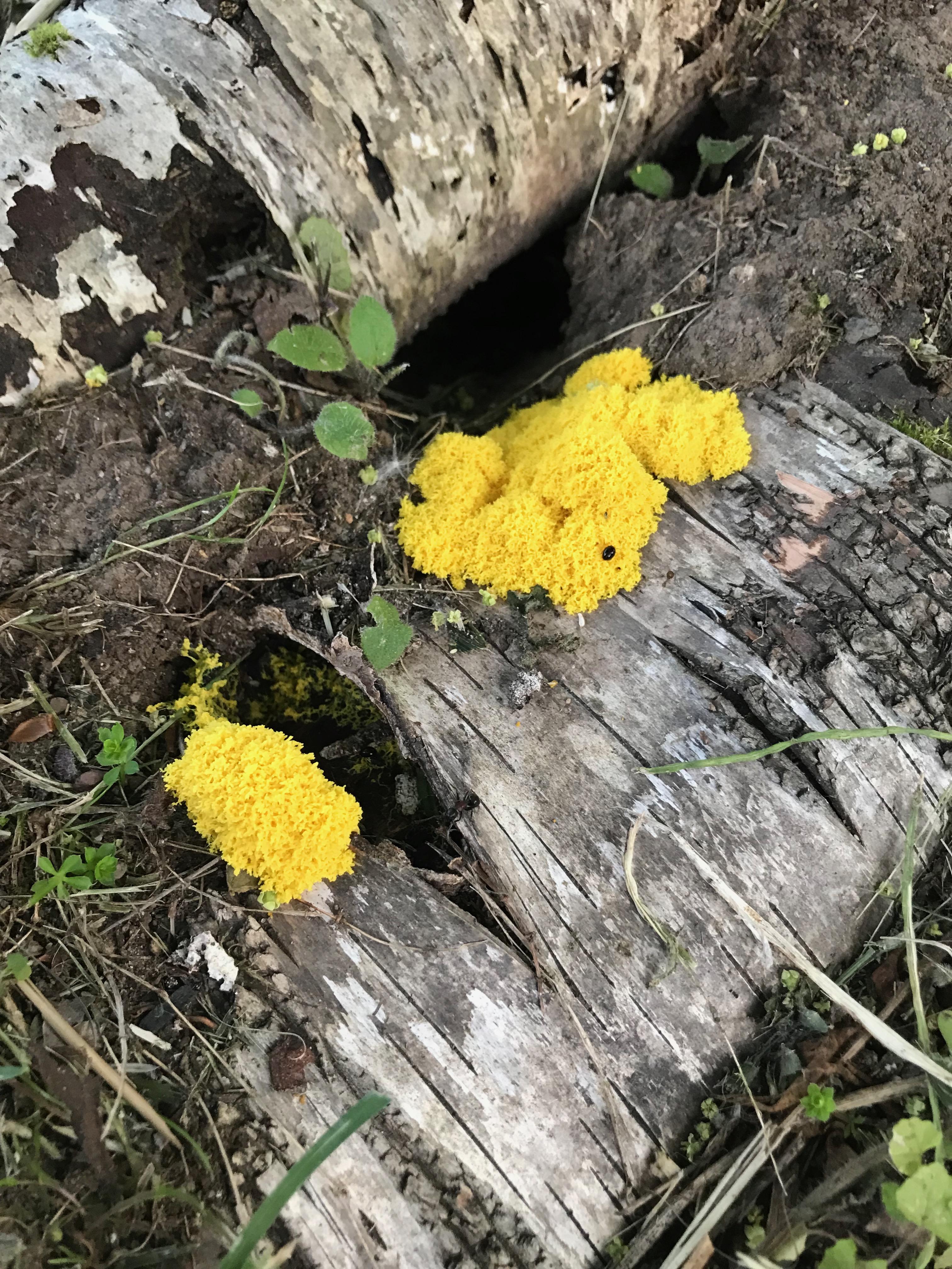 This bright yellow fungus at the entrances of an ant colony (New York)? r/fungus