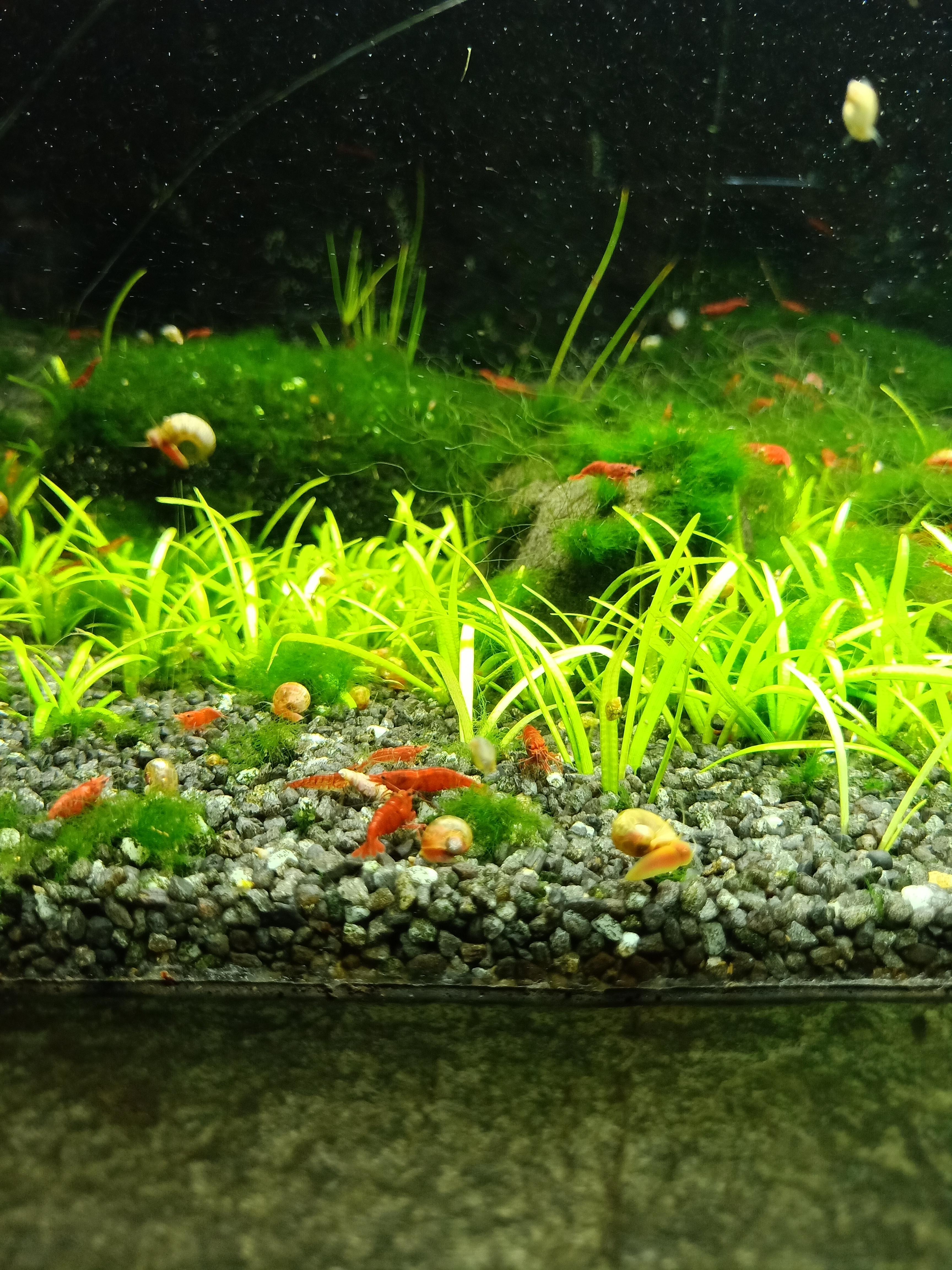 Cologne zoo/aquarium has a fantastic shrimp tank, every little bit of