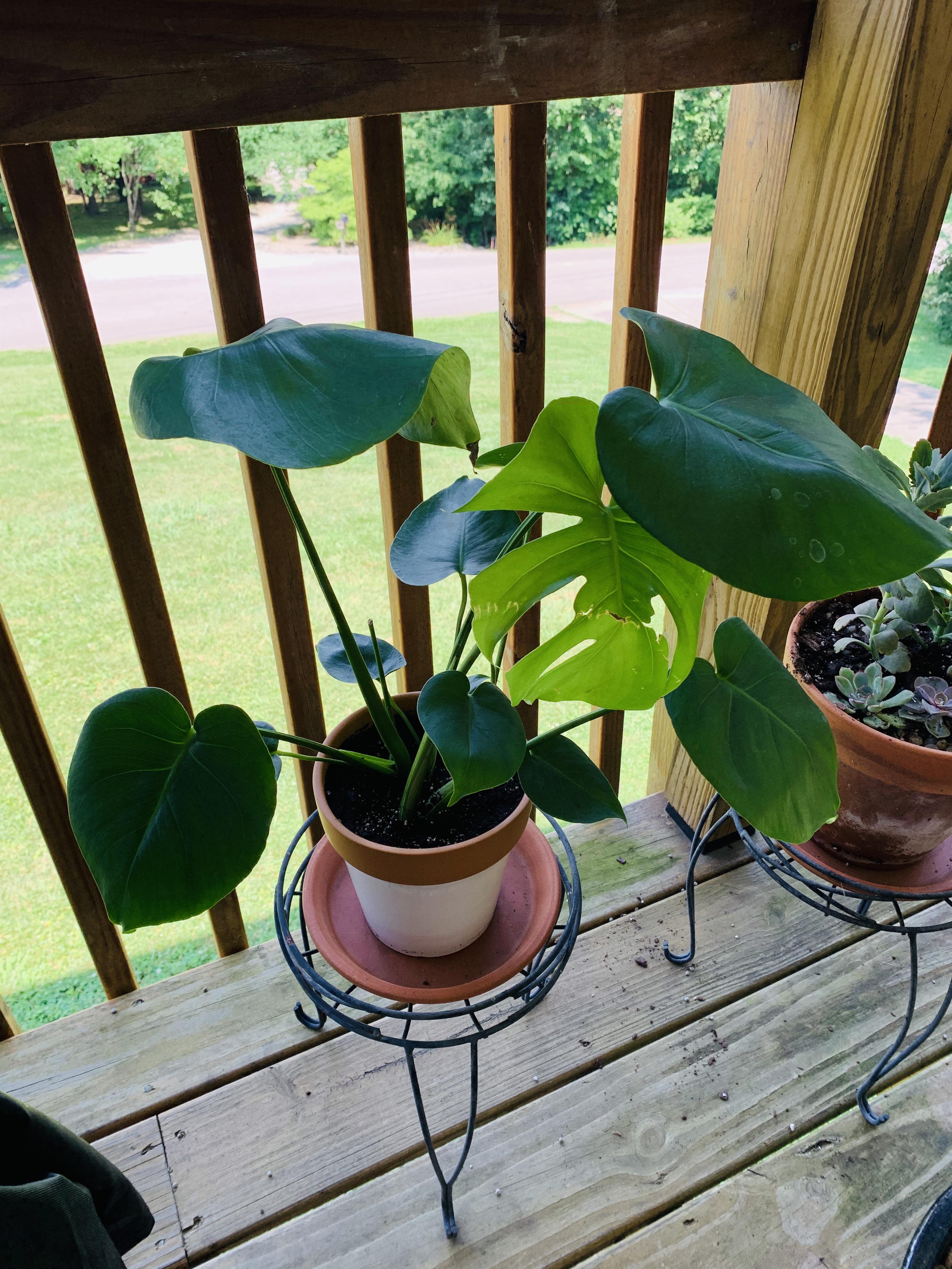 I finally found one at Kroger!! Unfortunately it’s one fenestrated leaf