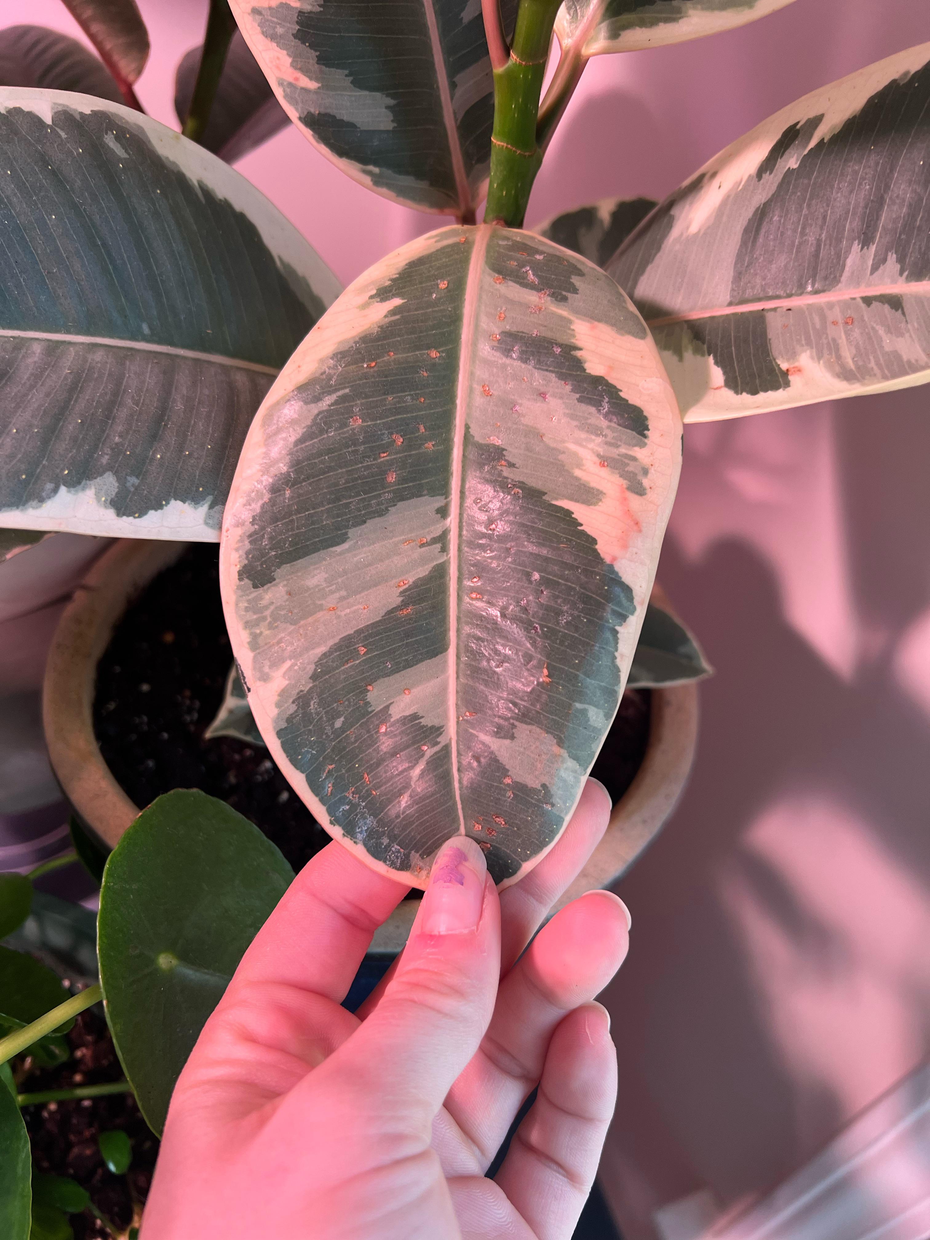 What are these hard brown spots on my rubber plant? r/plantclinic