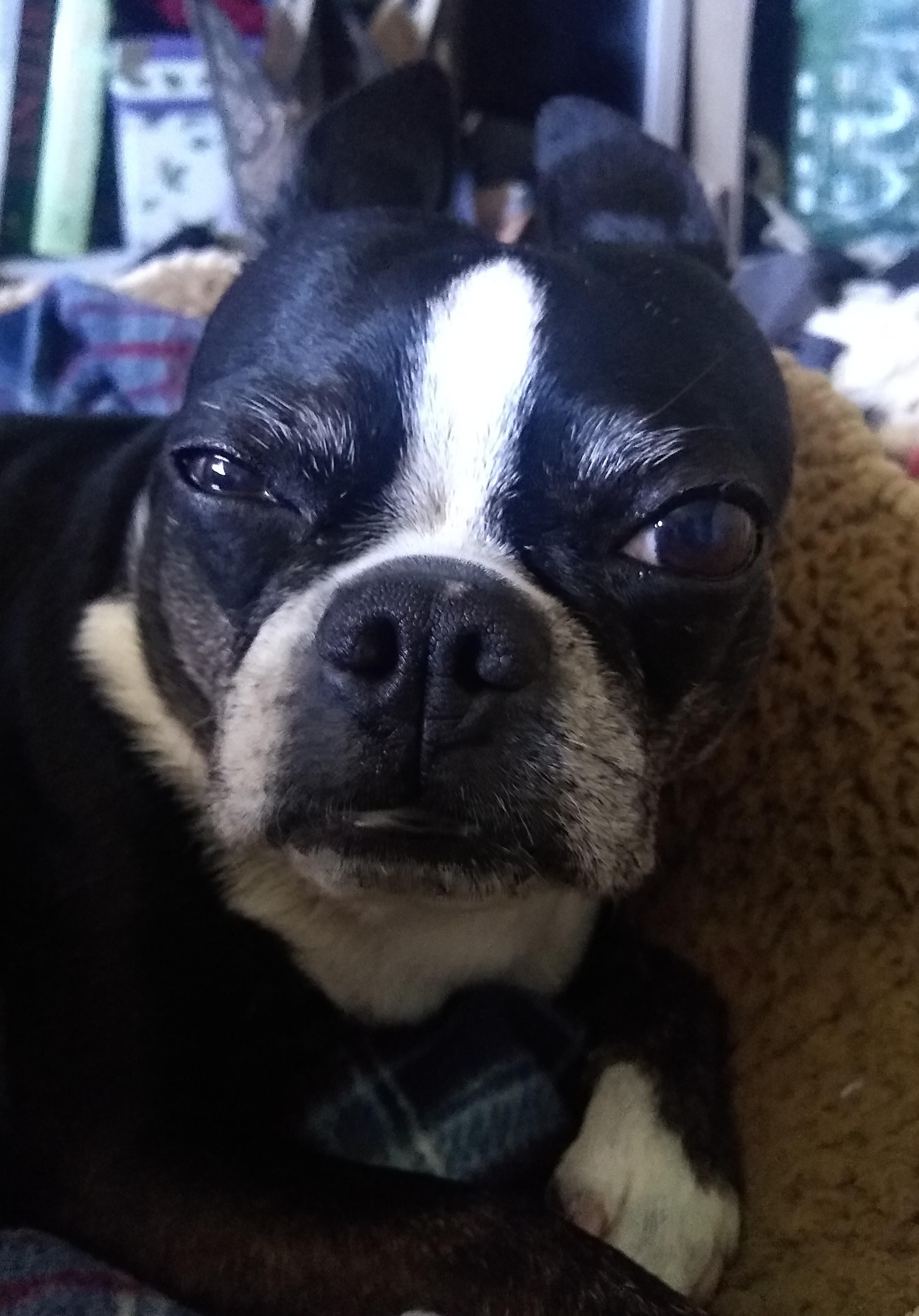 Goya Black Beans r/BostonTerrier