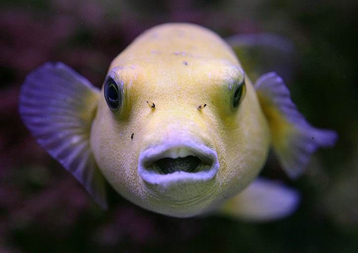 WHY DO PUFFERFISH HAVE HUMAN TEETH r/Why
