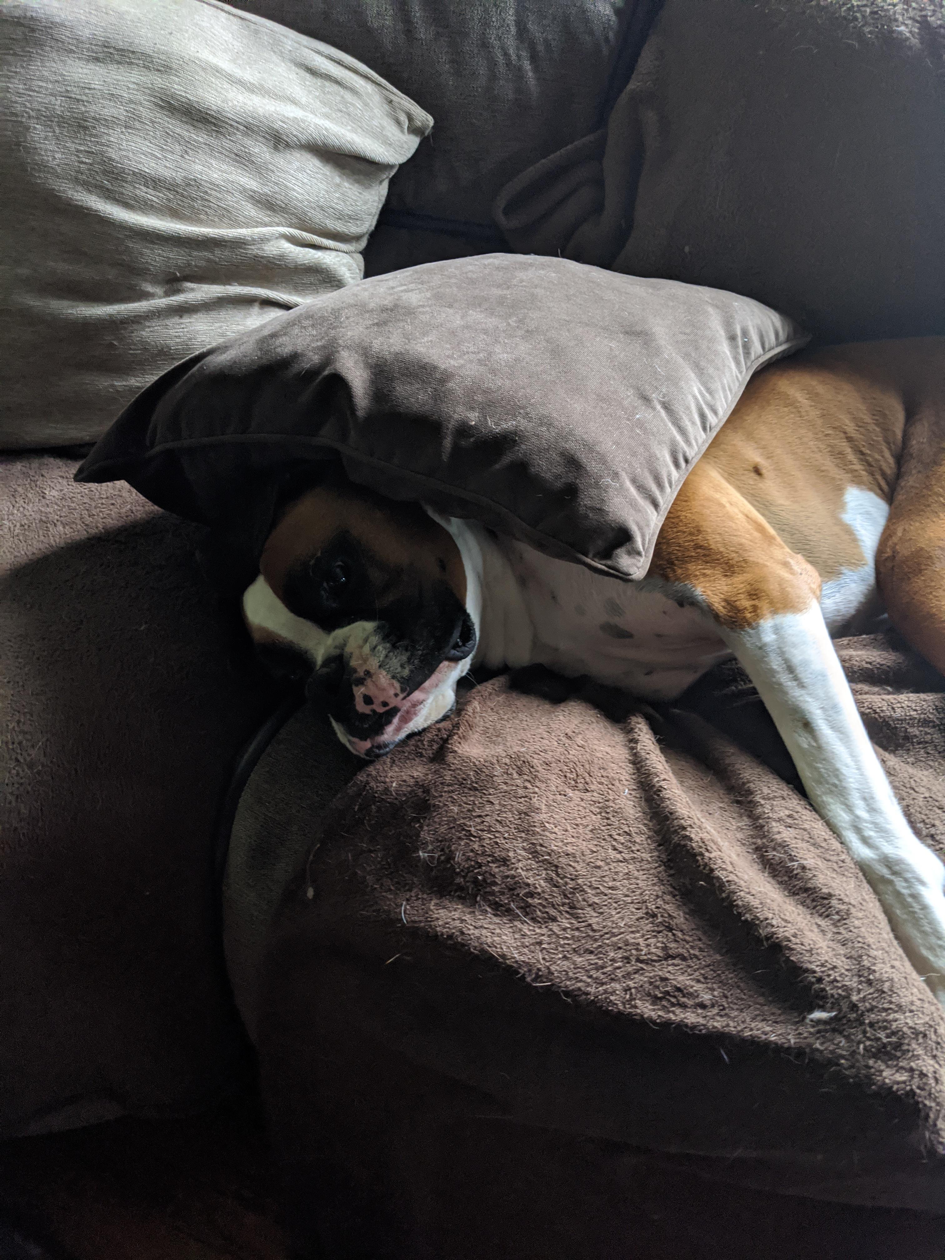 Why are my boxers so weird???? r/Boxer