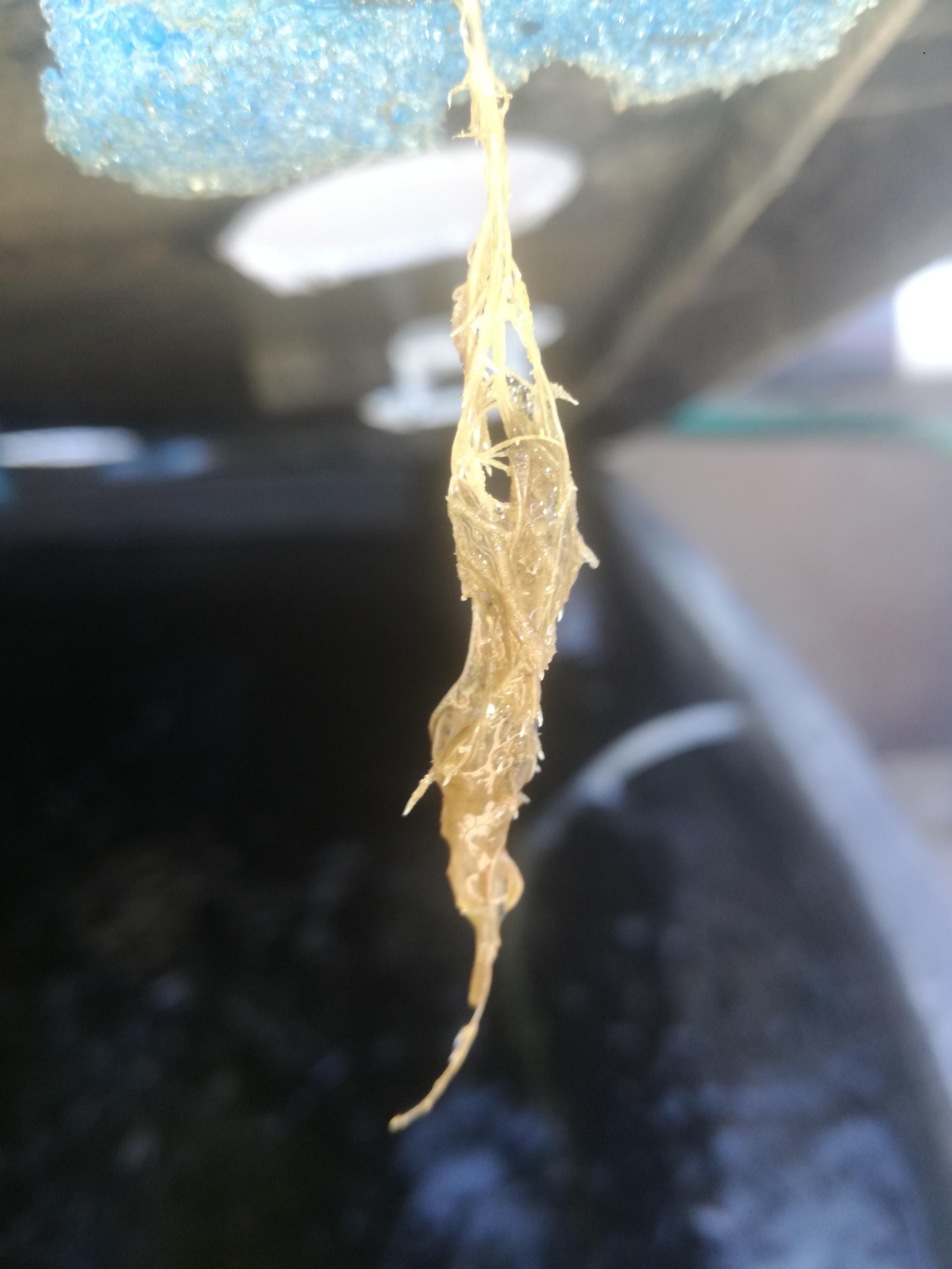 Brown slime on DWC roots (Help please) r/aquaponics