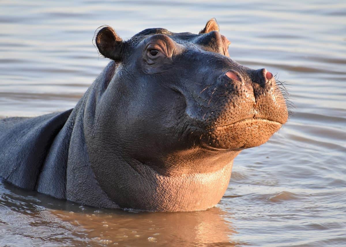 Skeptical hippo r/hippos