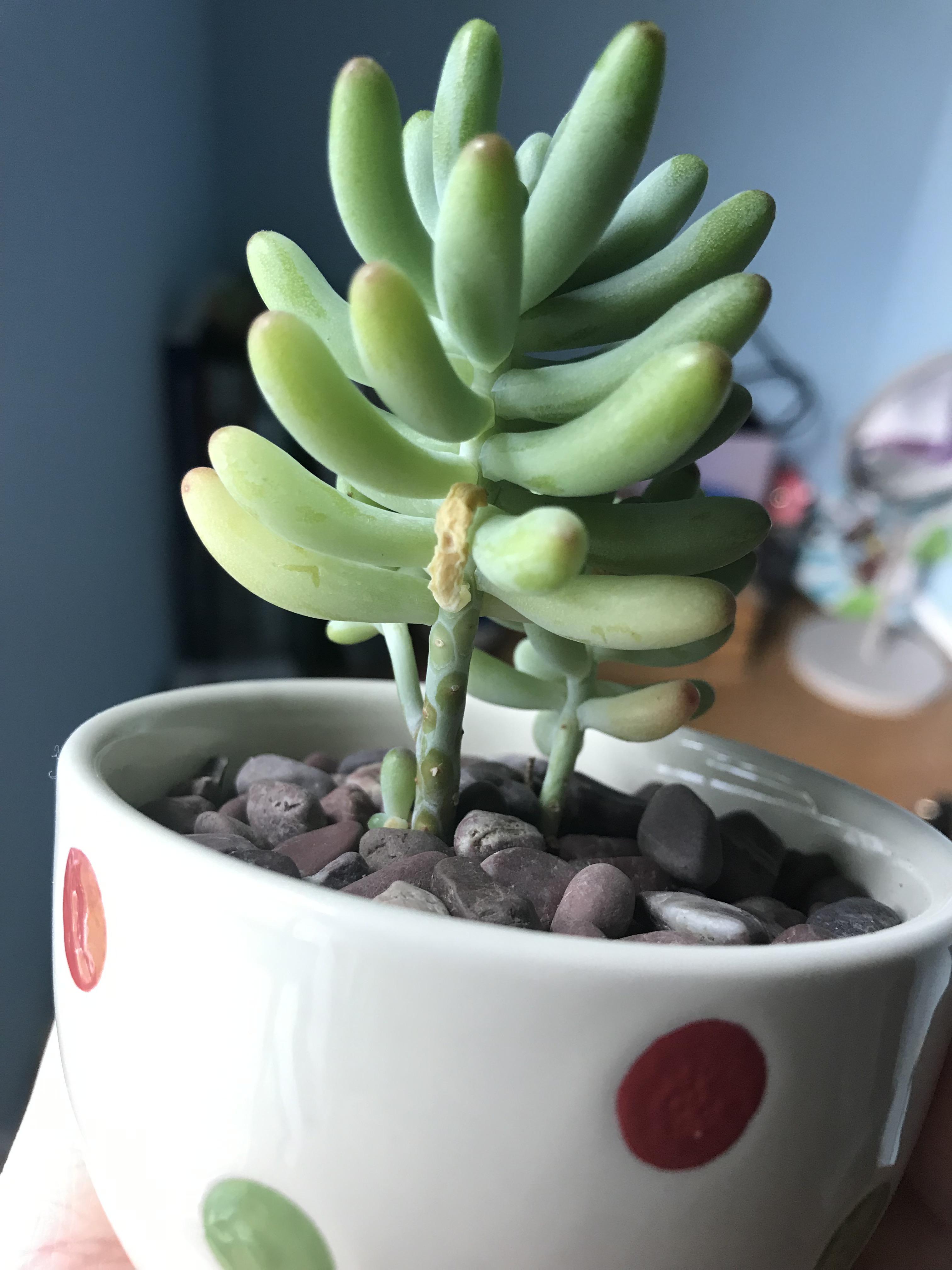 Anyone know why my jelly bean leaves are turning yellow and shrivelling