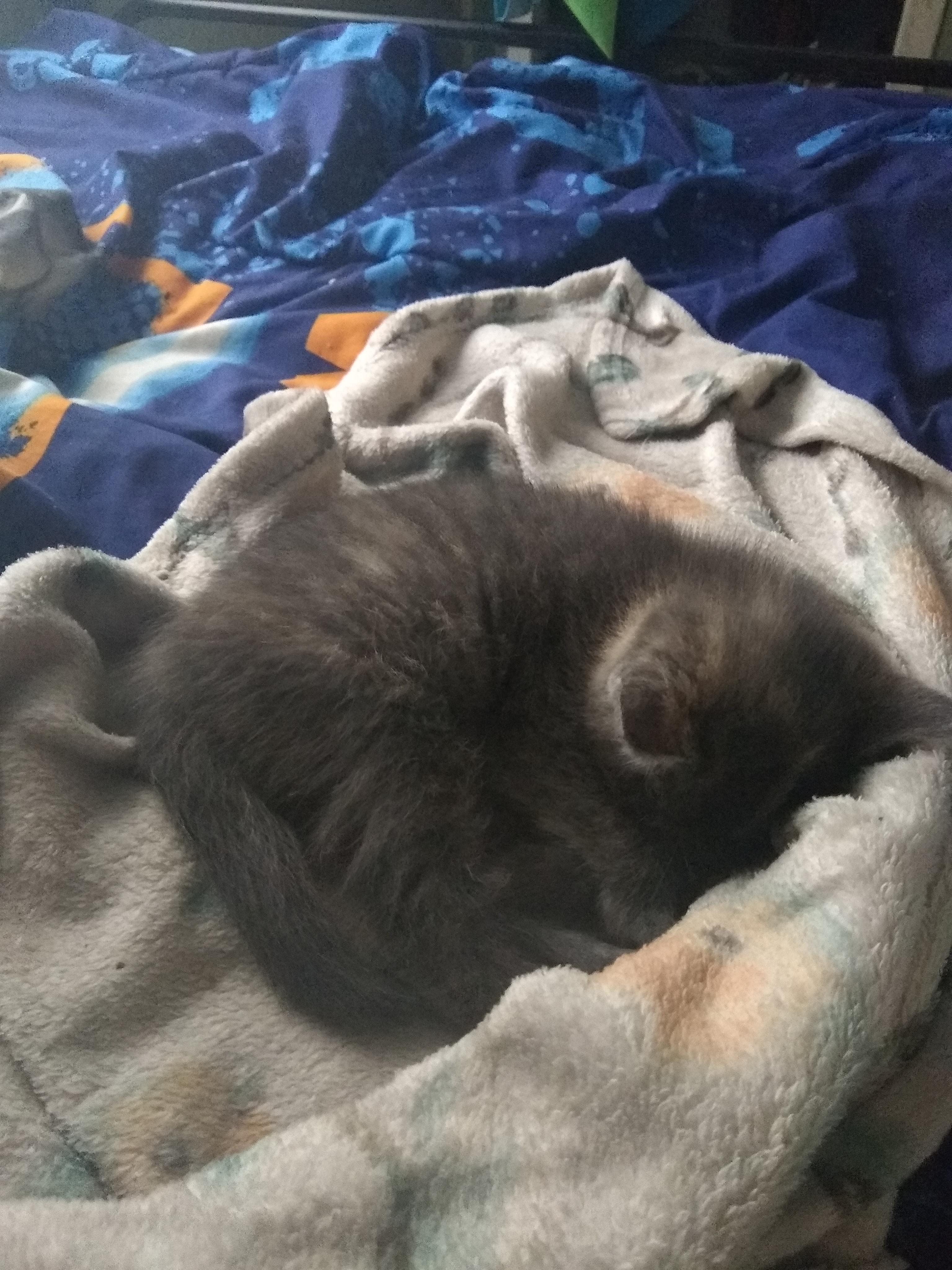 "Soft kitty, warm kitty, little ball of fur! Happy kitty, sleepy kitty