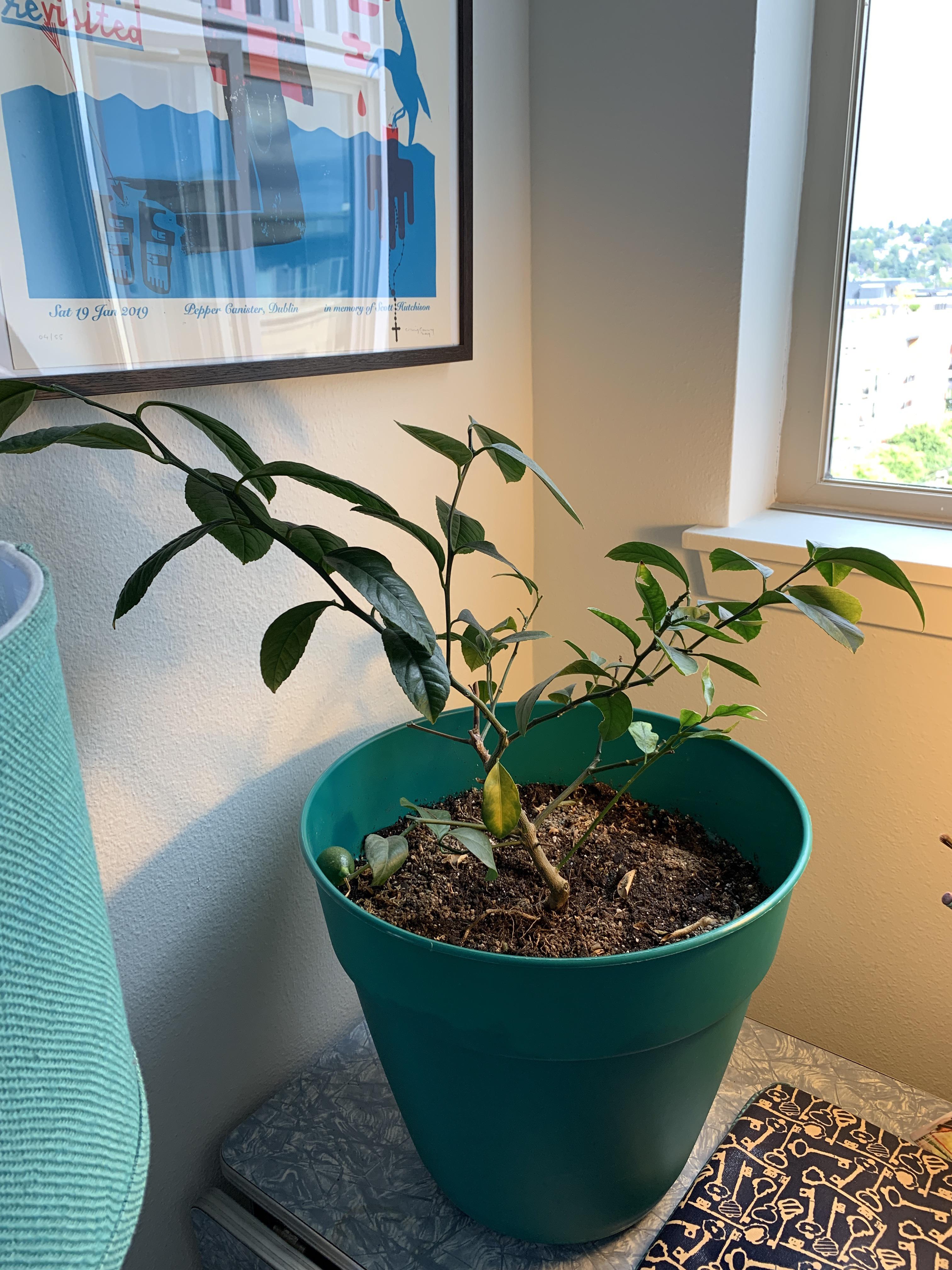 I’m growing this Meyer lemon tree in my Seattle apartment. I hand