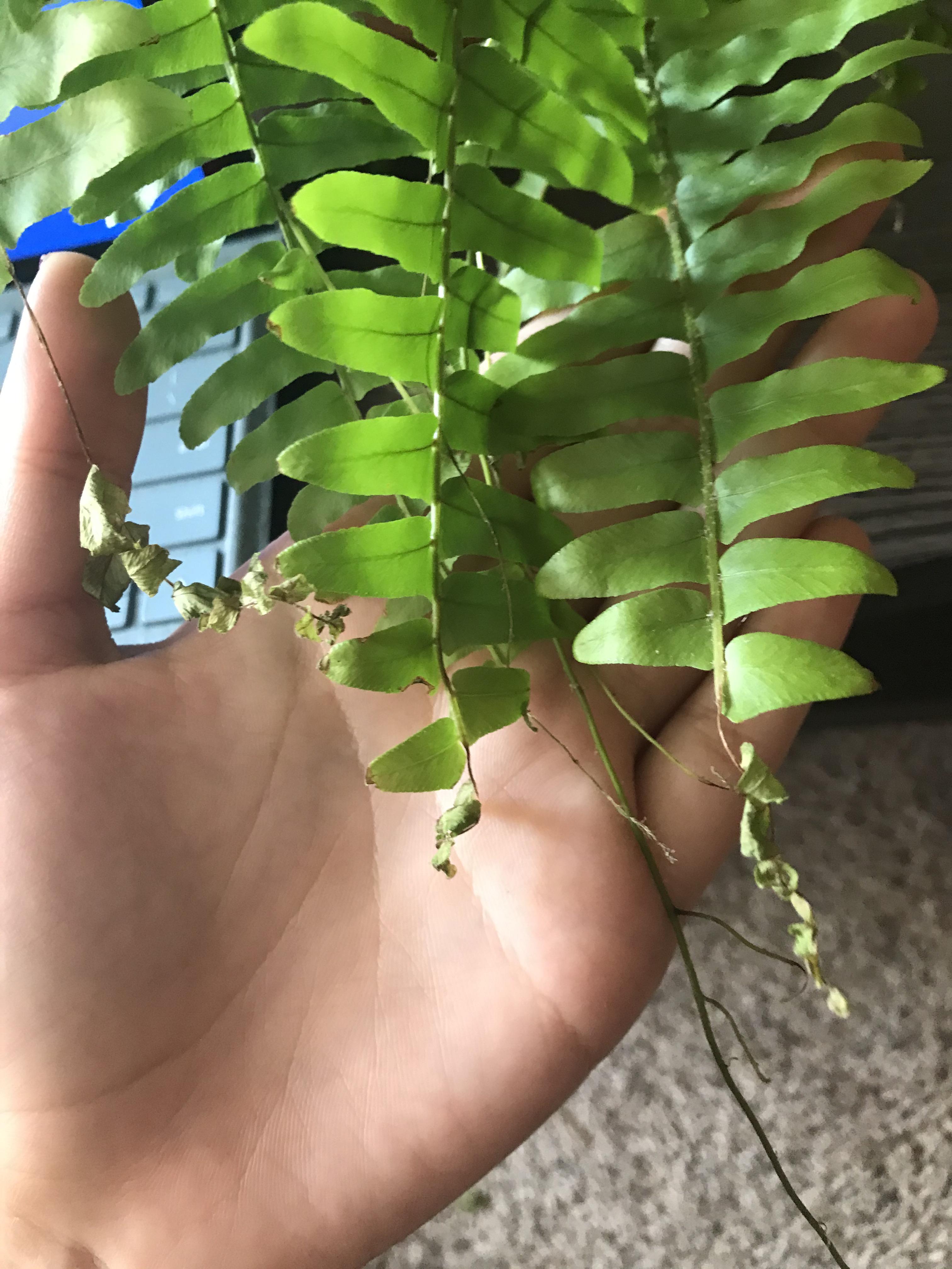 Dying tips on my fern? (More info in comments)