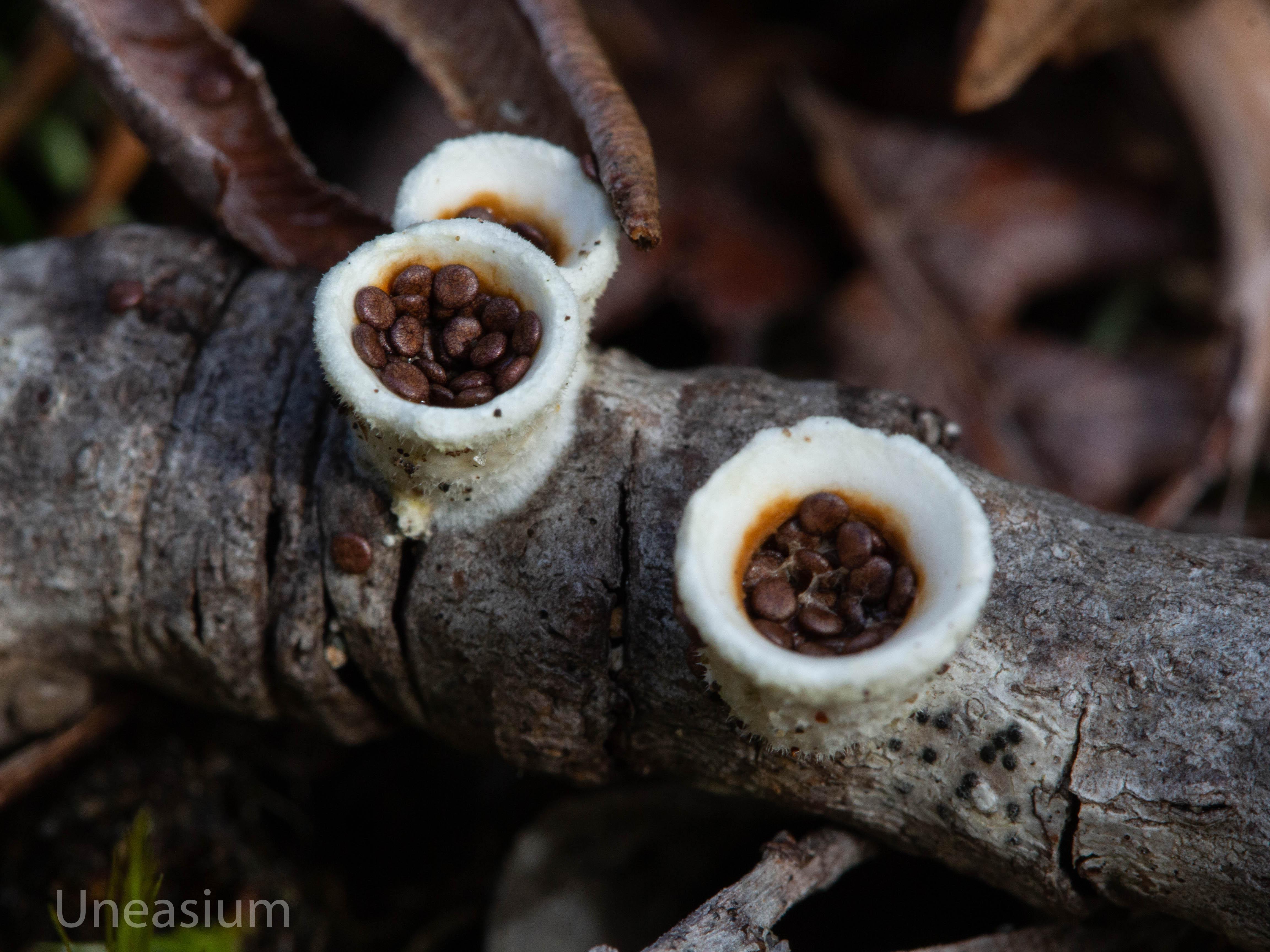 Woolly Bird's Nest Fungus (Nidula niveotomentosa) r/MacroPorn