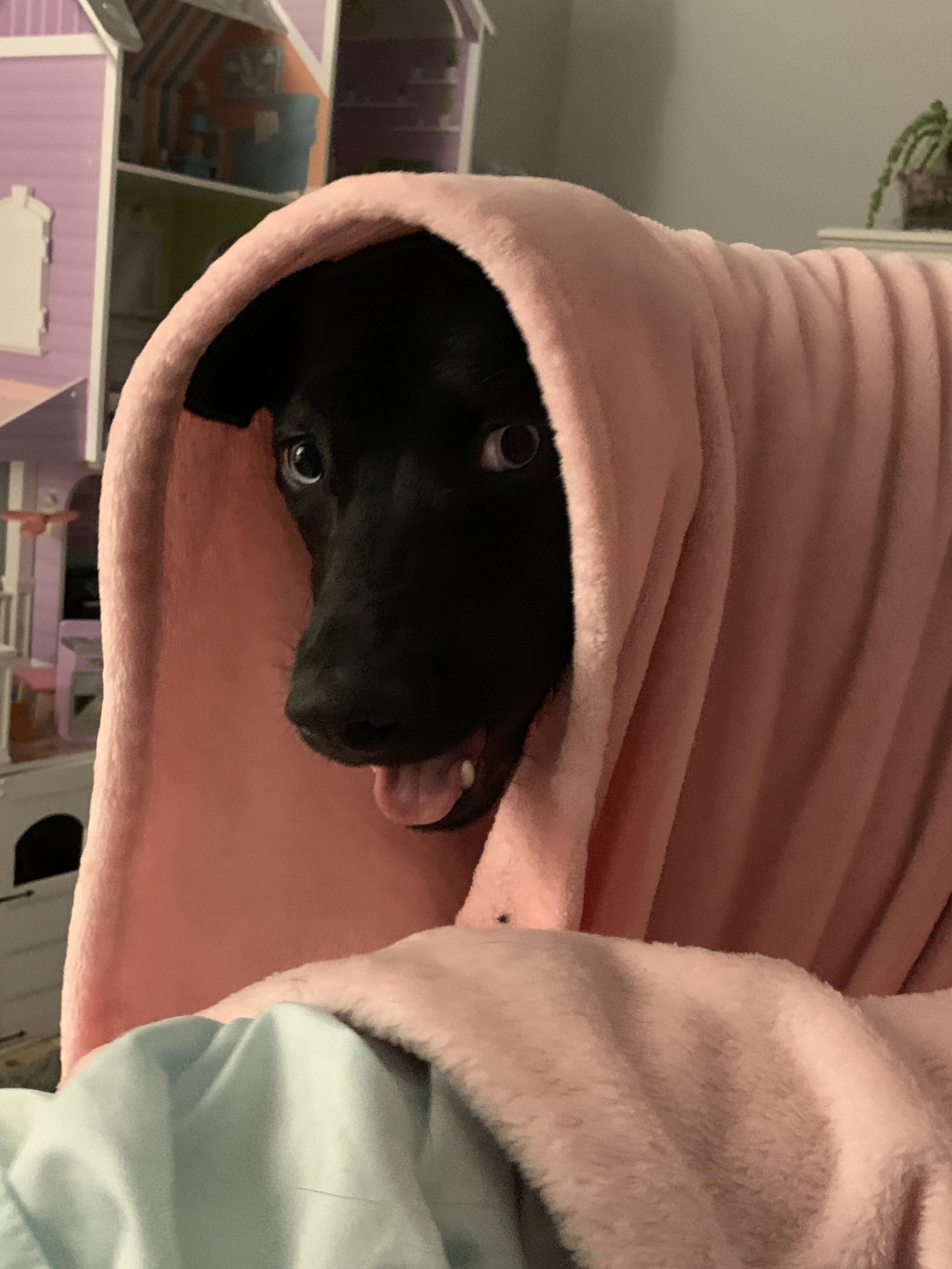 She’s a bit of a blanket hog. r/aww