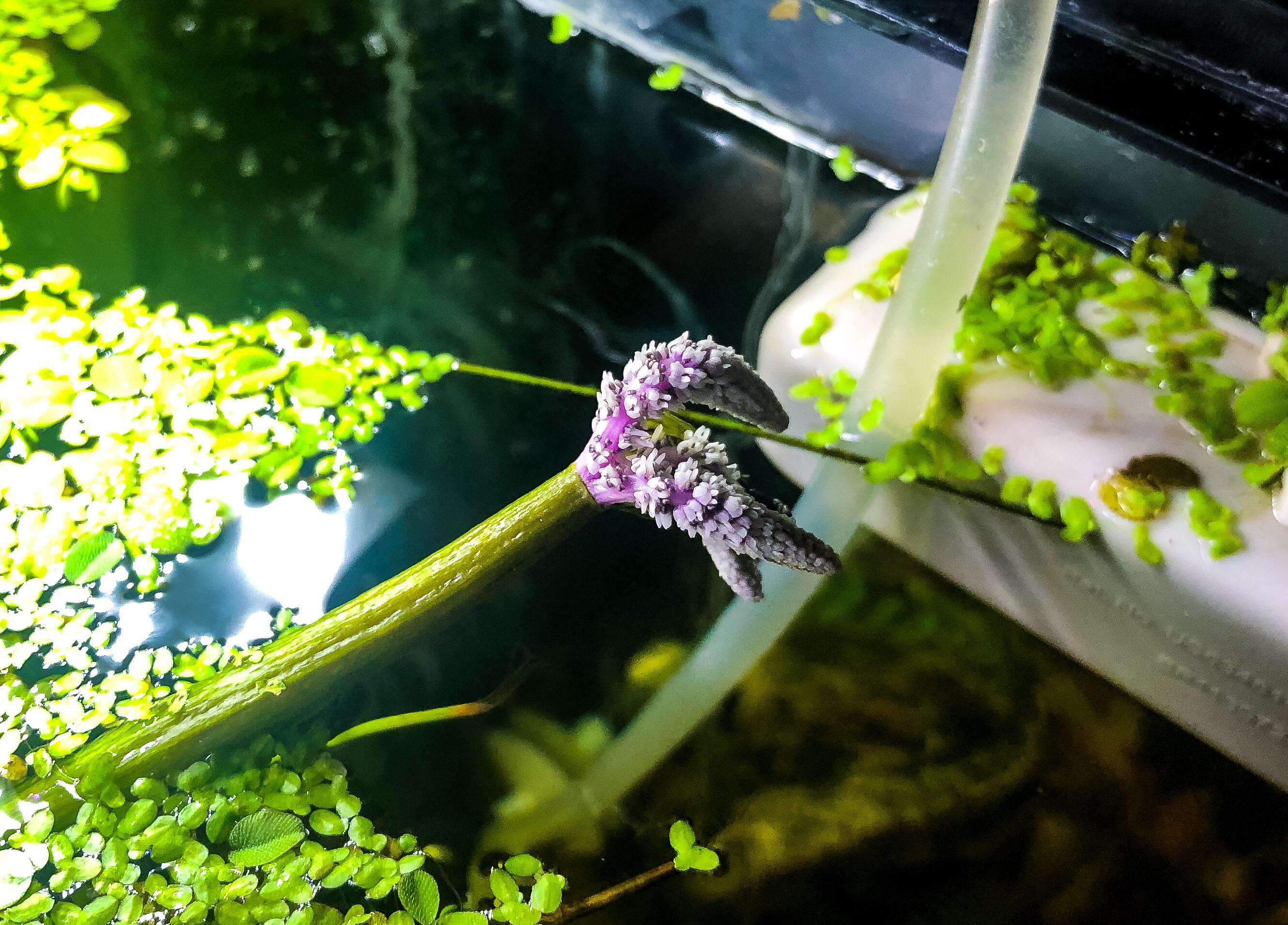 The Madagascar lace plant bloom is opening up today. r/PlantedTank