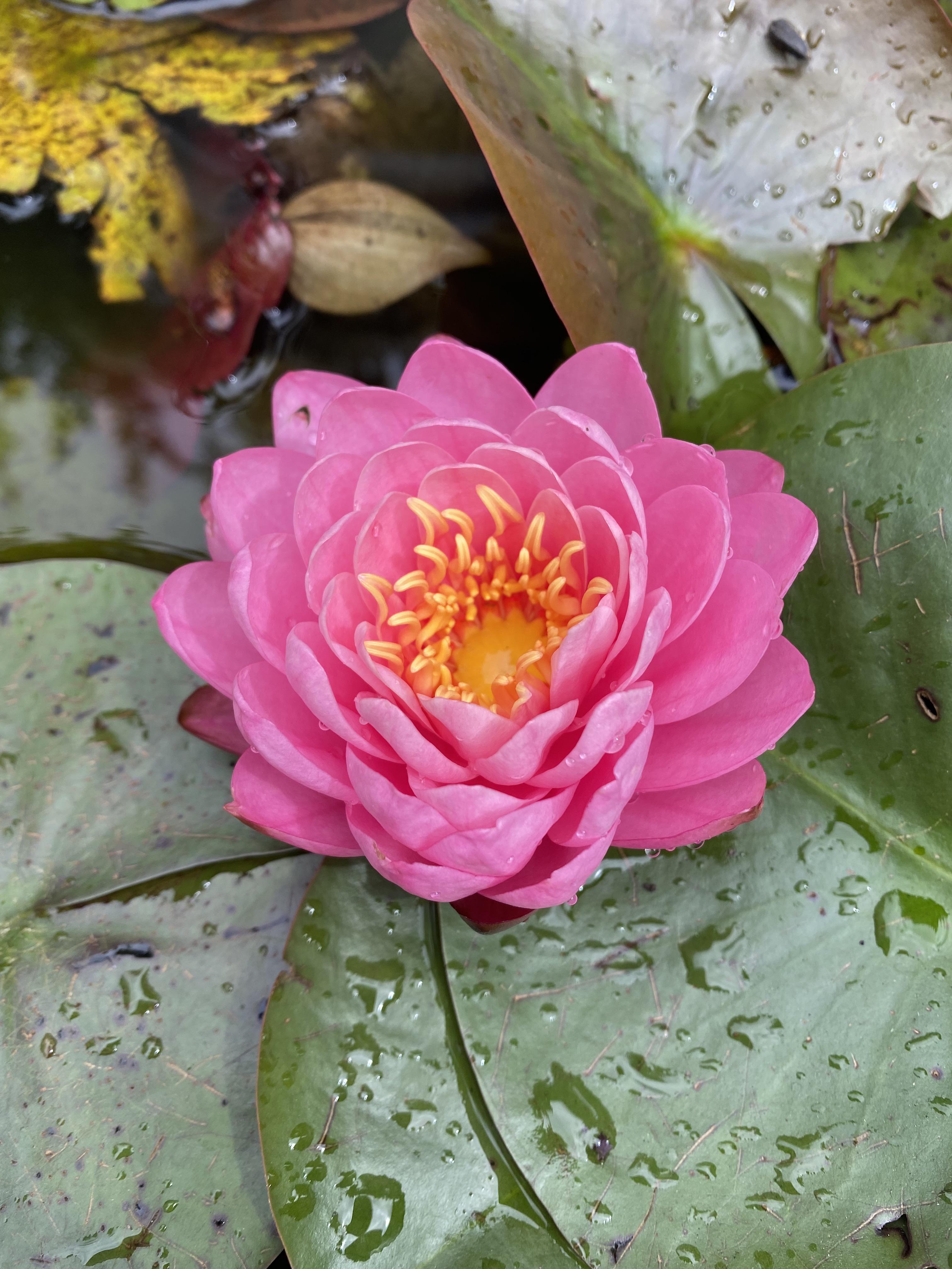 Anyone know the name of this lily pad flower? r/macro