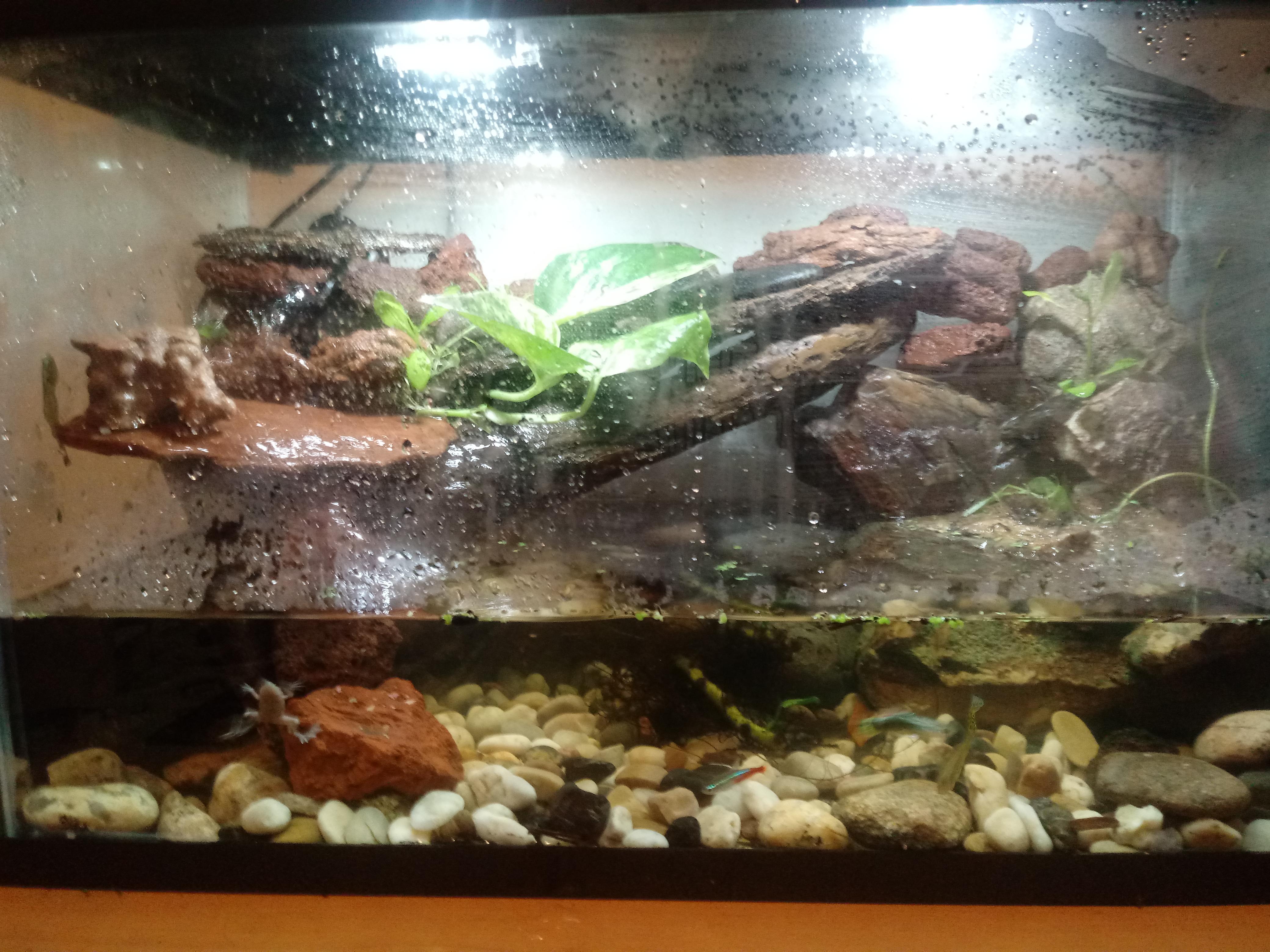 Had to rearrange my fish tank/terrarium waterfall with tetras, guppies