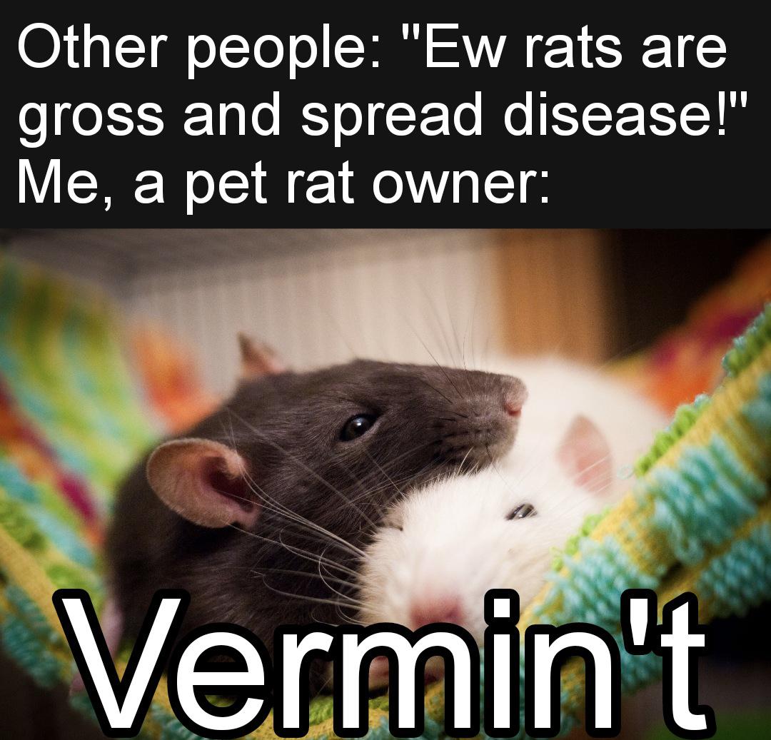Vermin't r/RATS