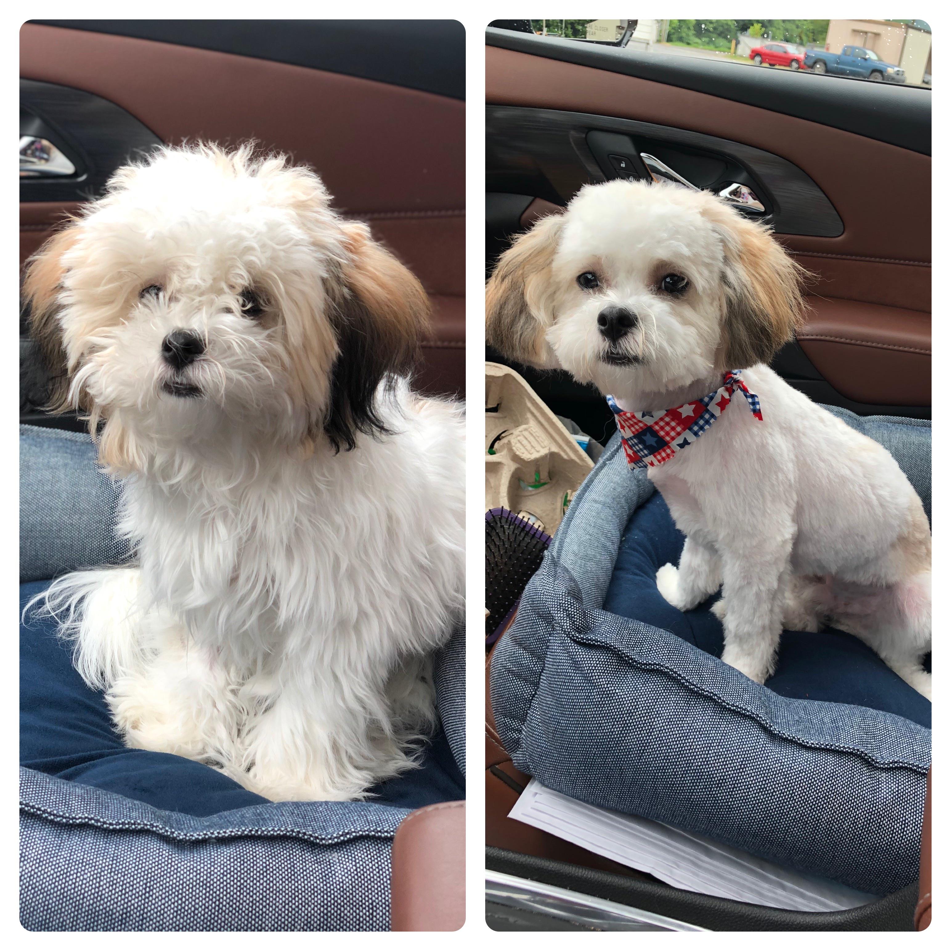 Nothing like a fresh haircut after quarantine. r/rarepuppers