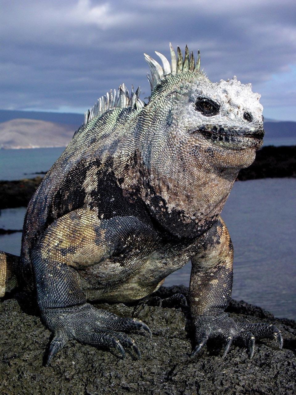 The marine iguanas found on the Galapagos are the only