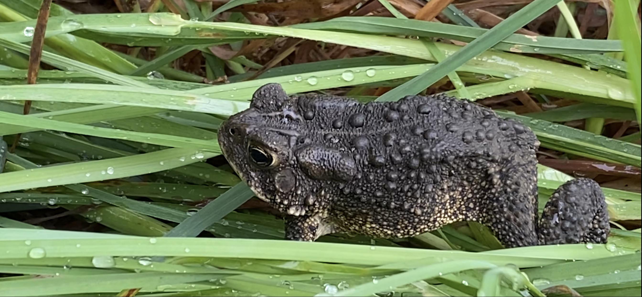 ID Request Black Toad near St. Louis, Missouri. I know toads have