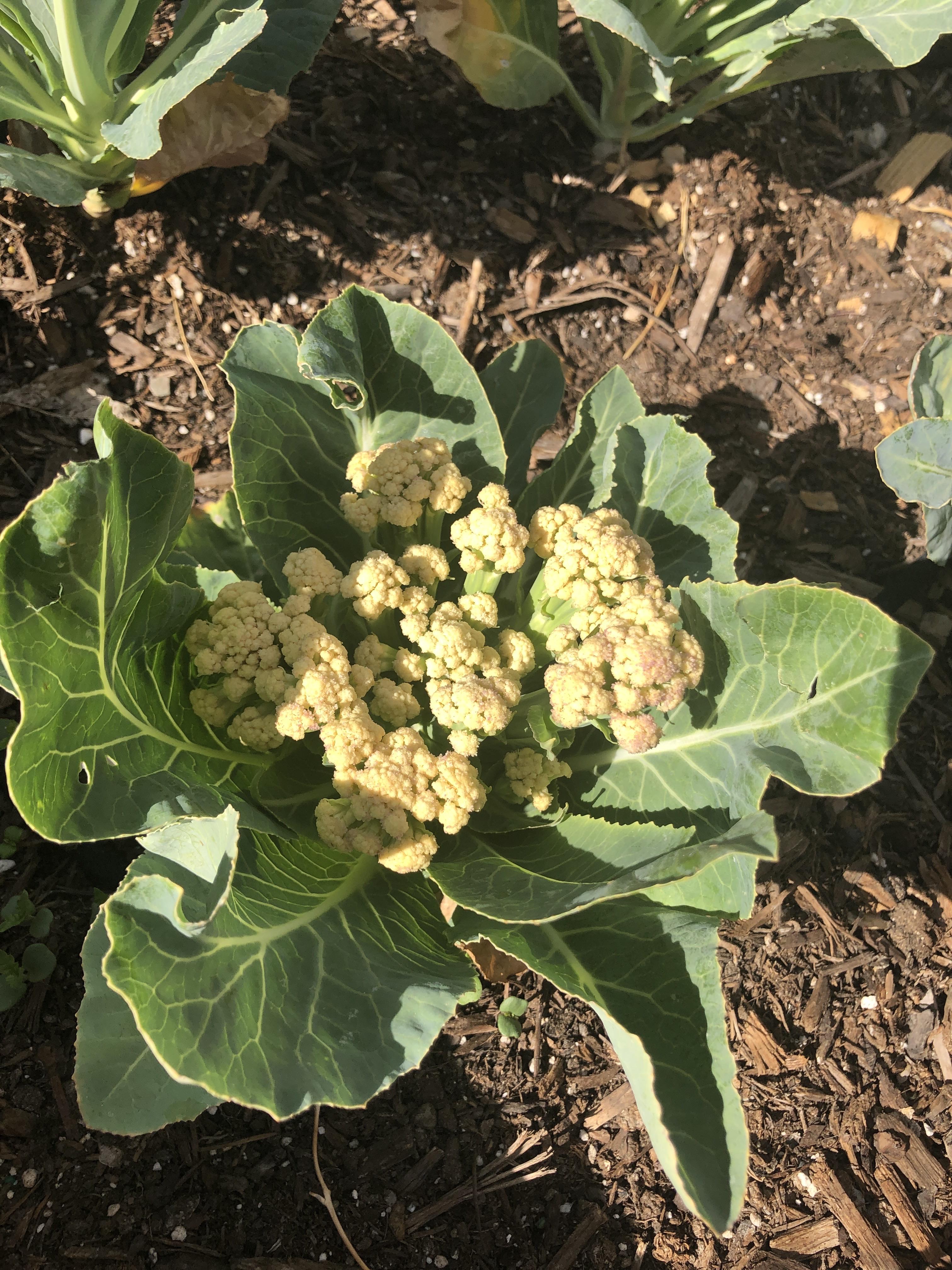 Has this cauliflower bolted? Is it time to harvest? r/vegetablegardening