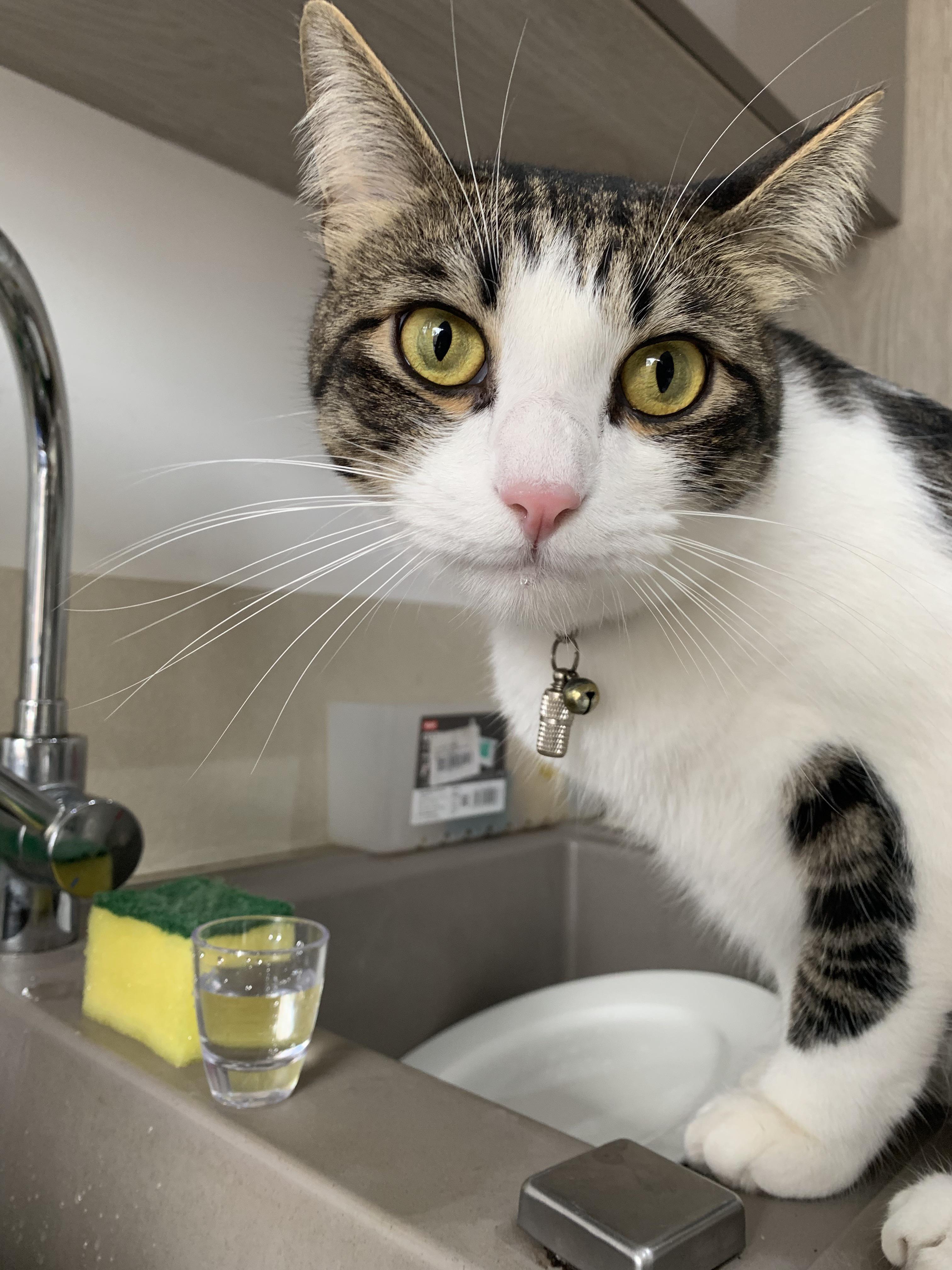 This is Clovis. He likes drinking fresh tap water out of a shot glass