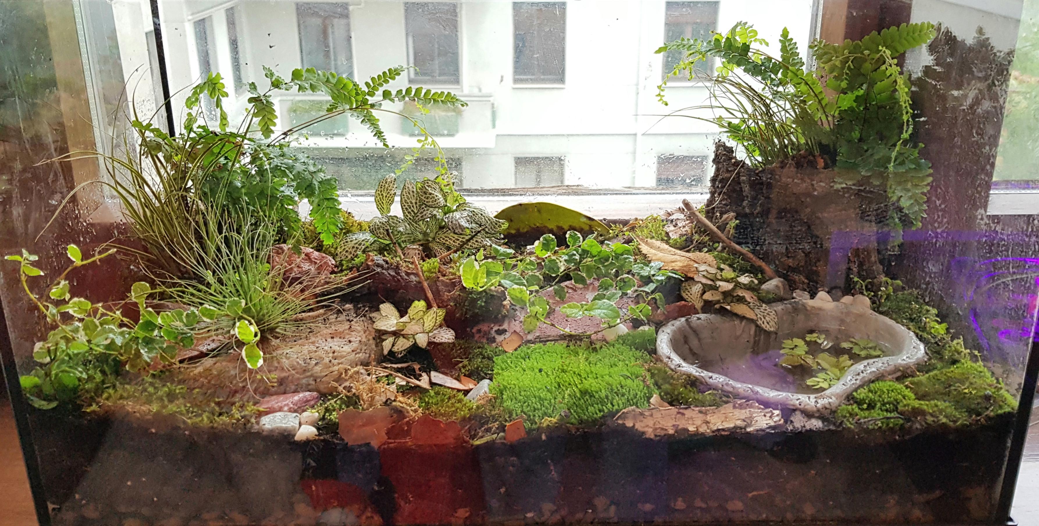 First terrarium ever, hope you like it. It's mainly moss and I add