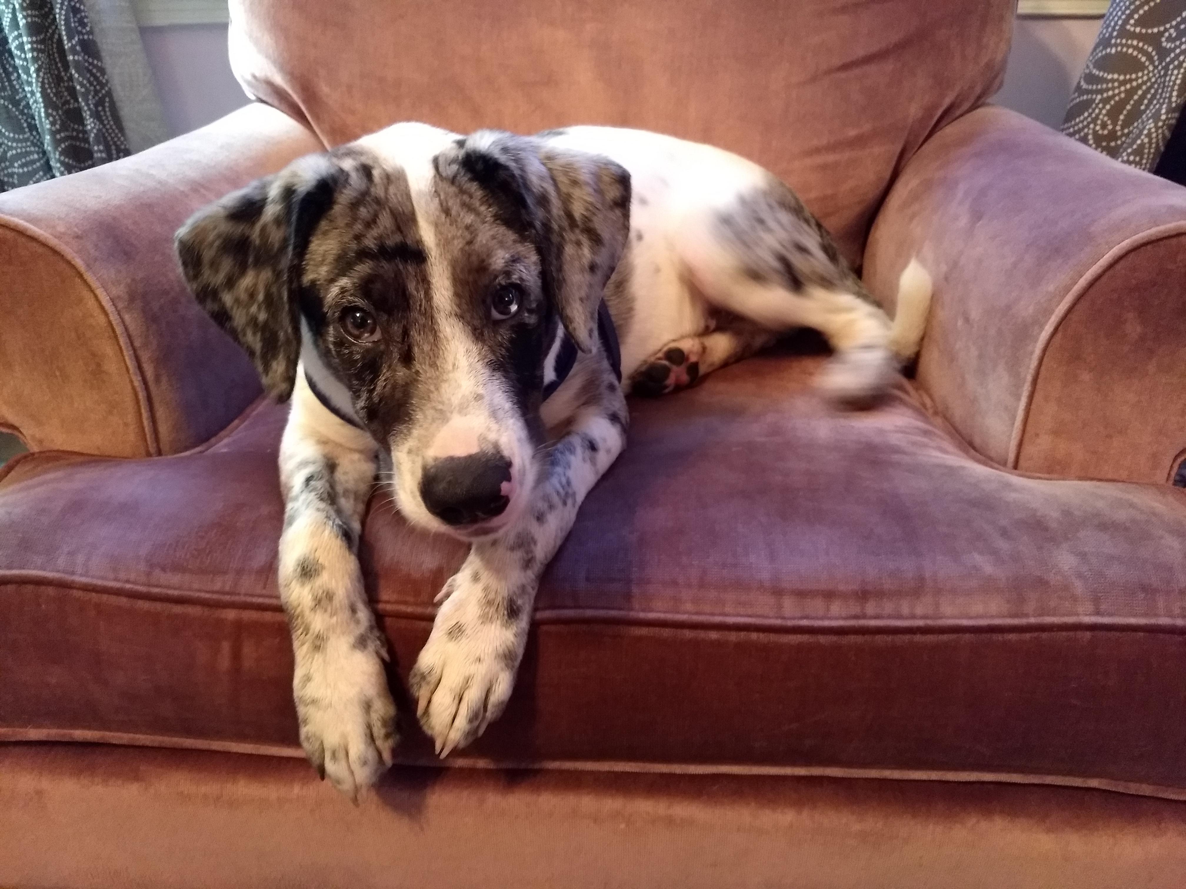 4 months old, 31 pounds, shelter said Cattle Dog, friend said Catahoula
