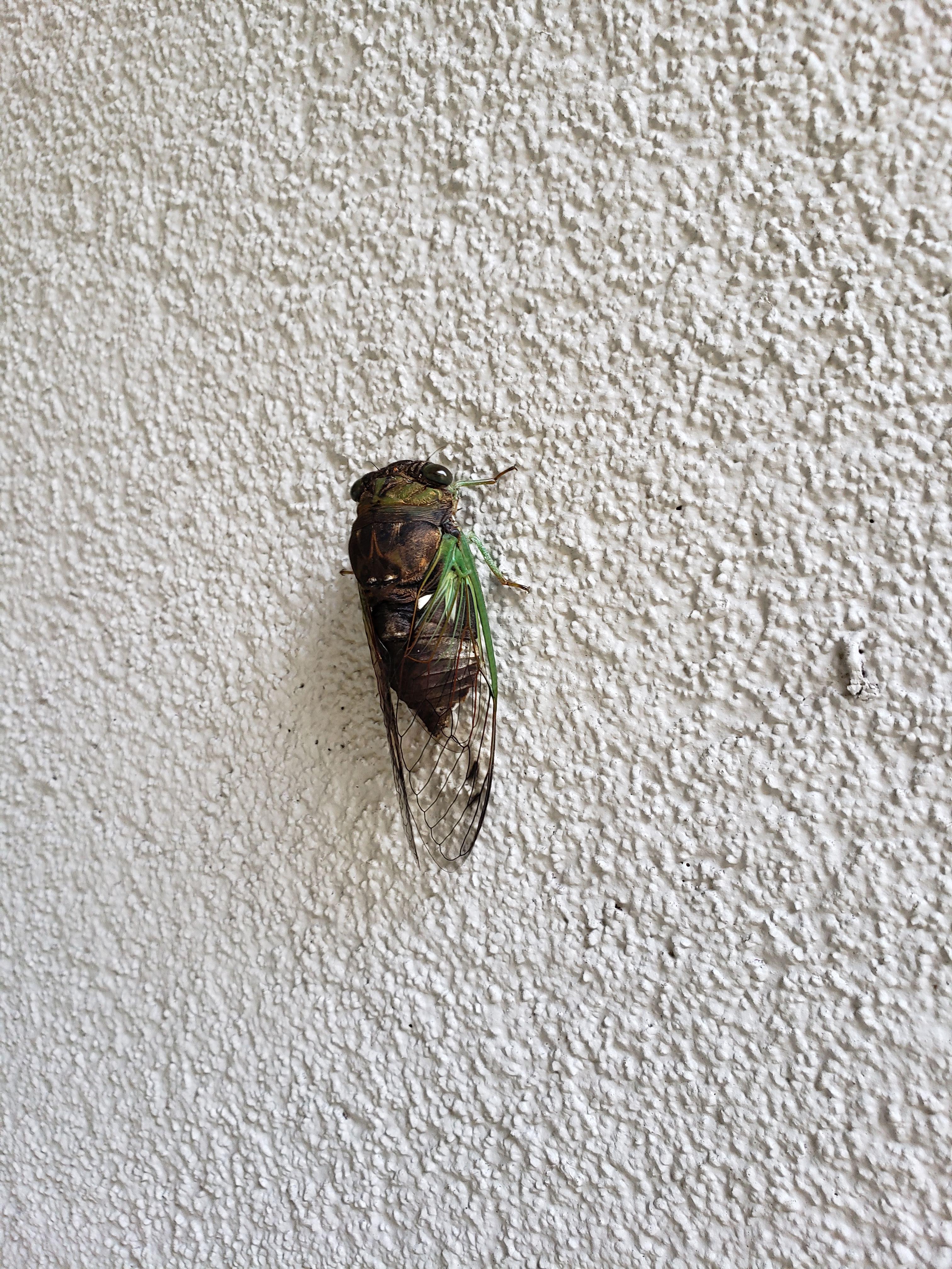 What type of cicada is this? This guy was on my balcony (I'm just north