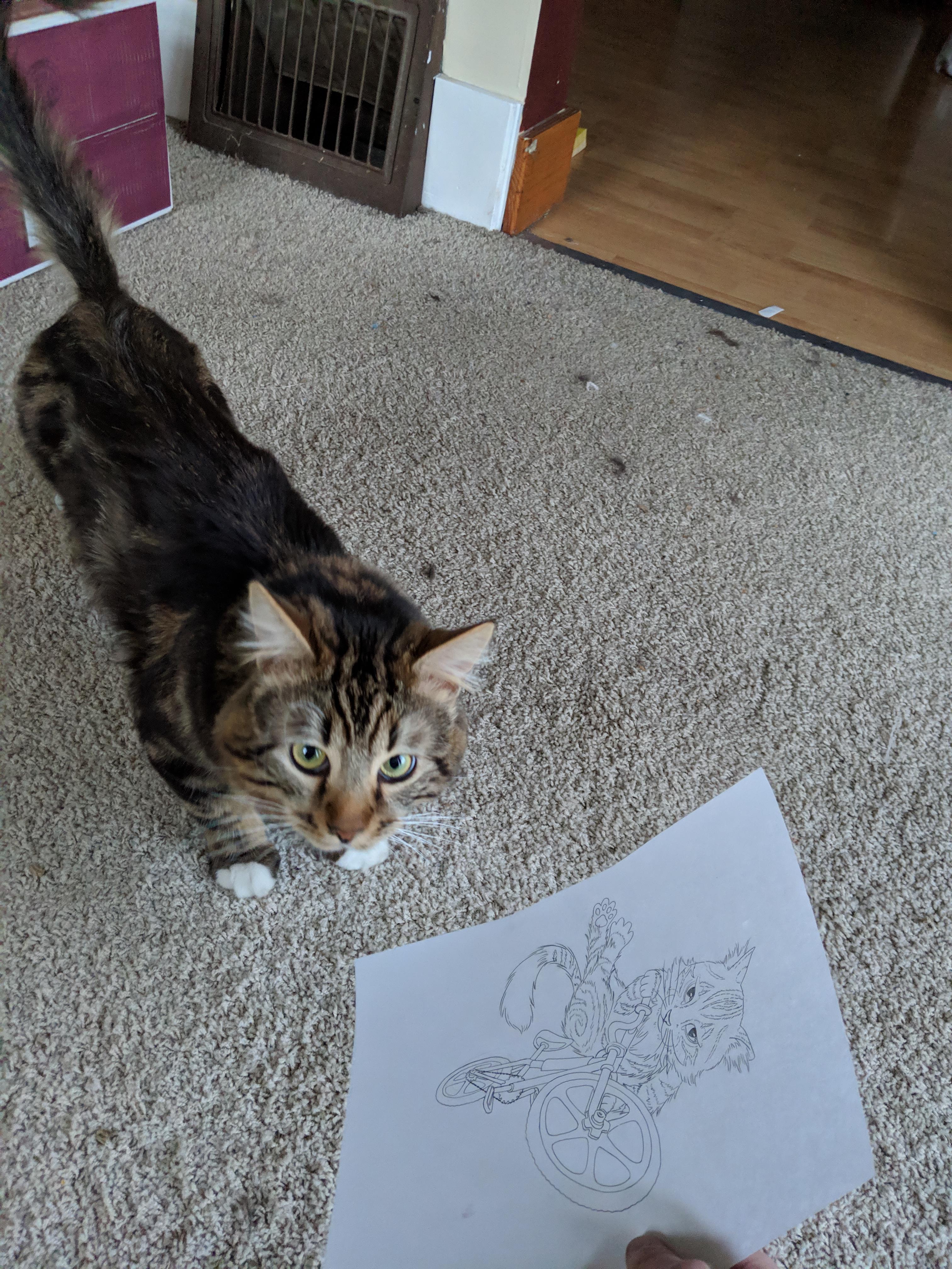 Half Bengal half Maine coon r/bengalcats