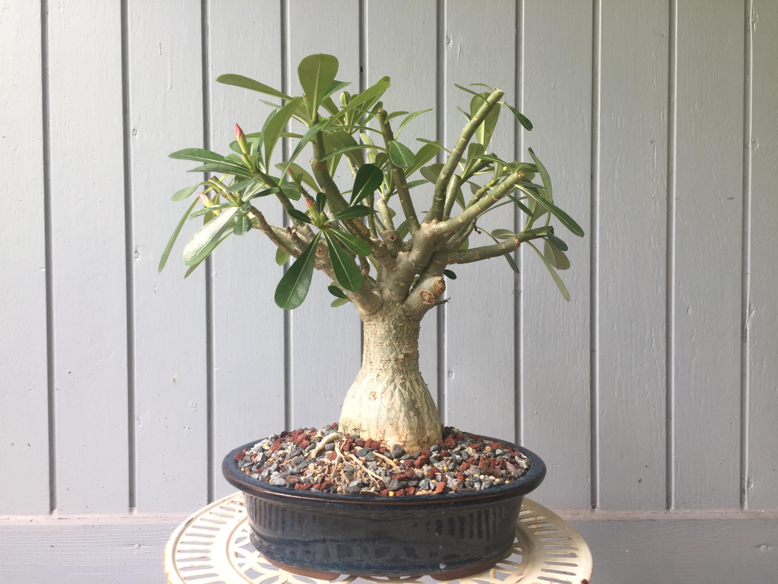 First branch pruning on this Adenium, I think it has some potential r