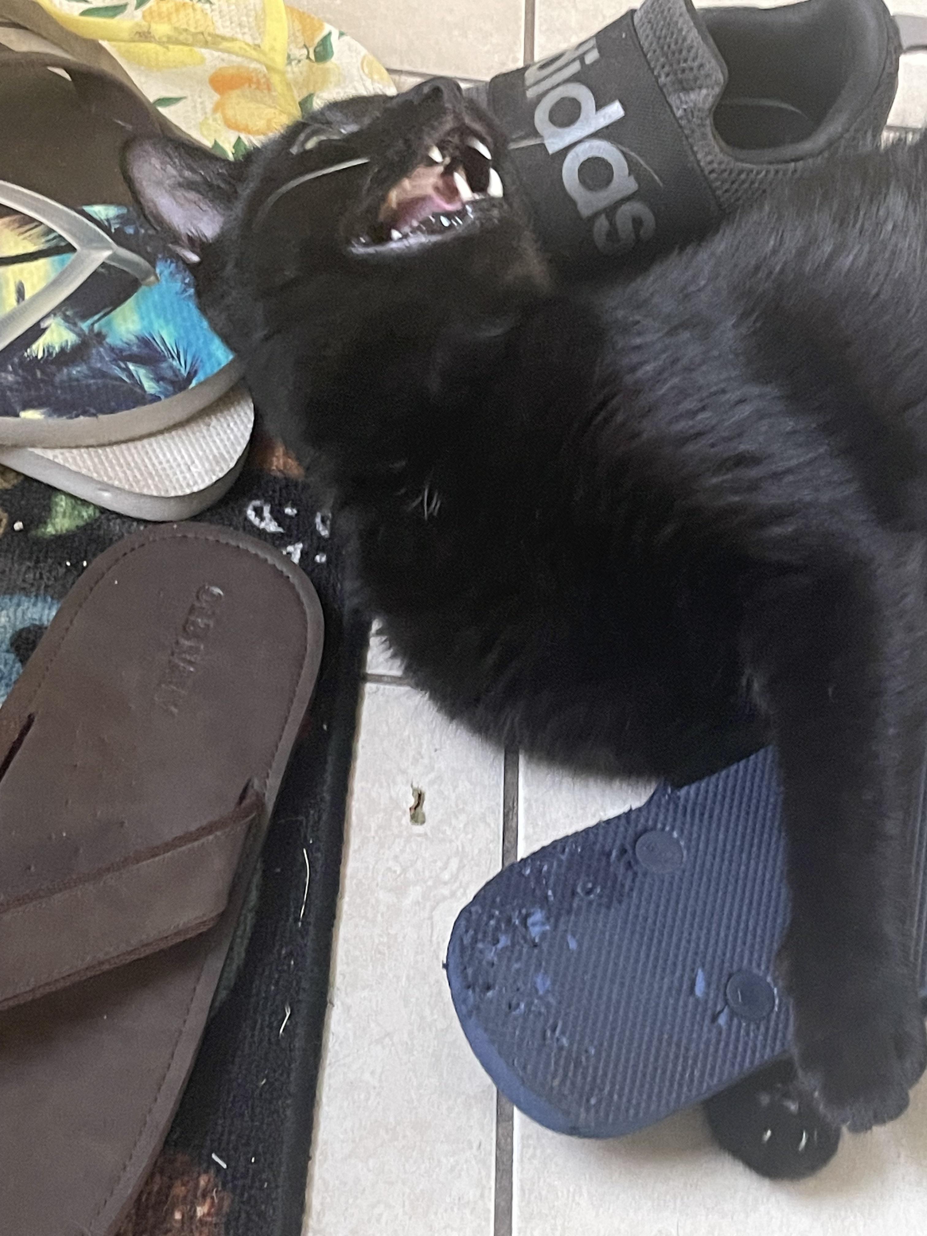 He thinks chewing flip flops is funny (OC) r/scrungycats