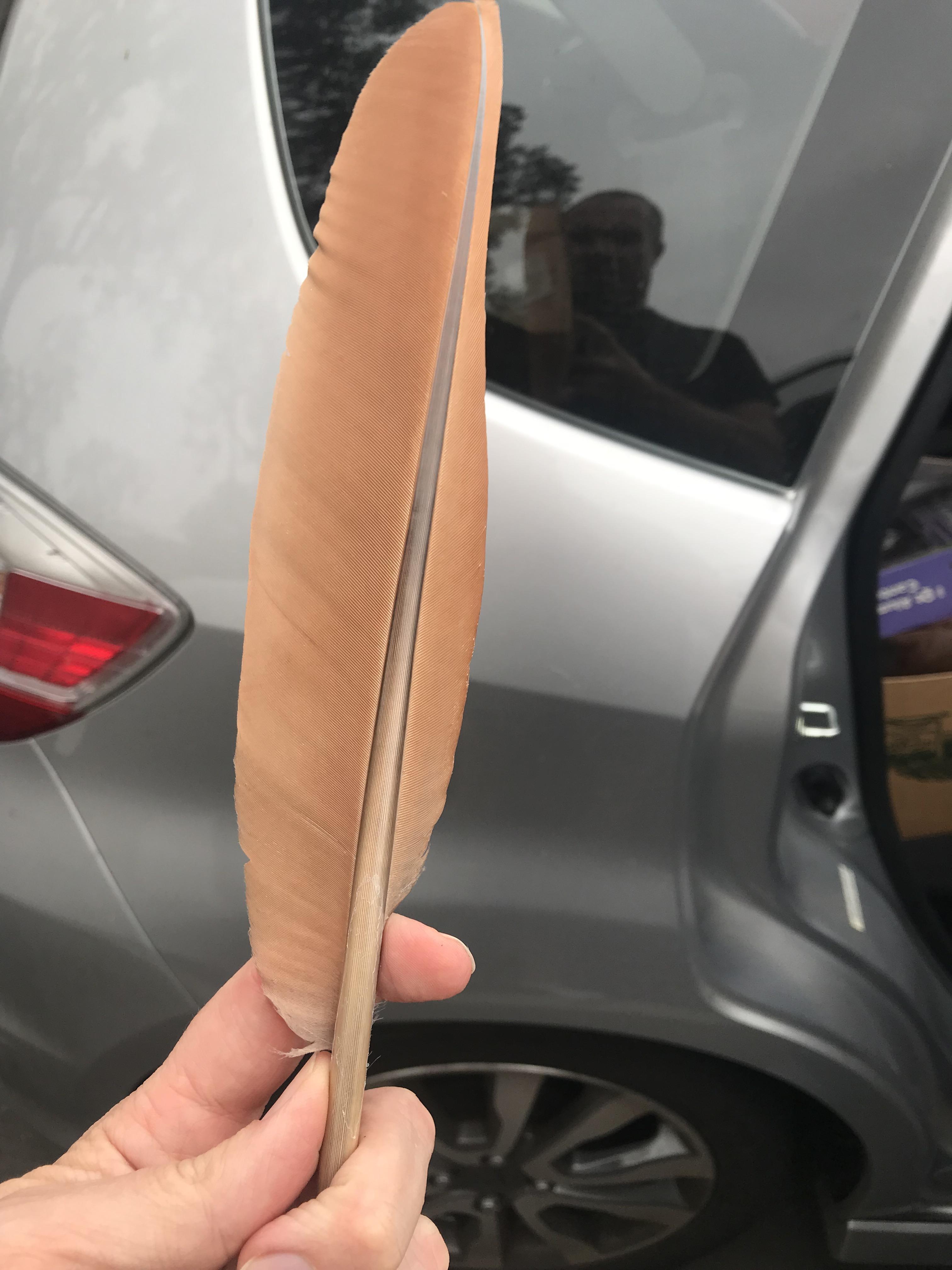 What kind of bird is this feather from? Tanbrown, about 14 inches long